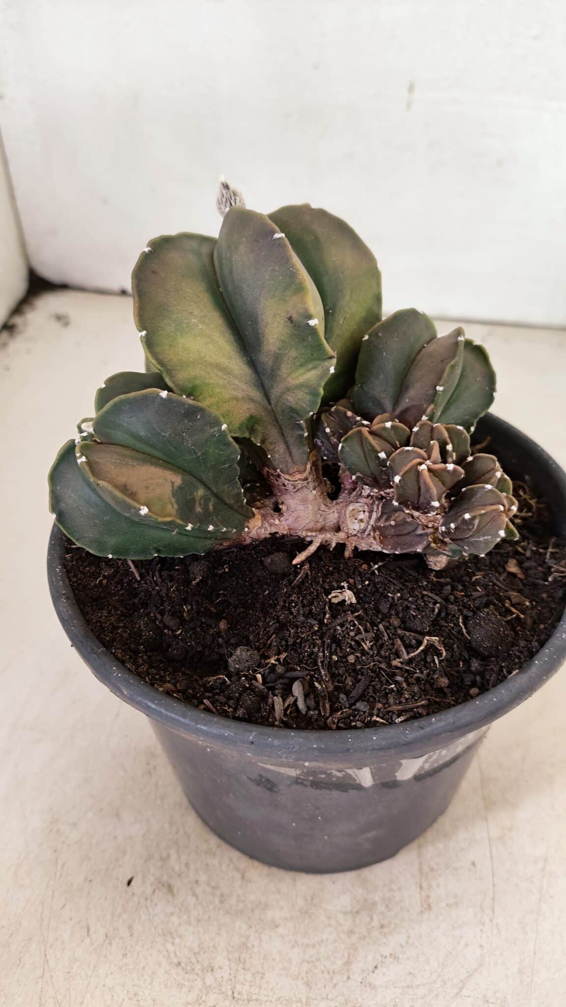 ASTROPHYTUM MYRIOSTIGMA "COLÔNIA"  Nº 1020 – vaso 15 - foto 3