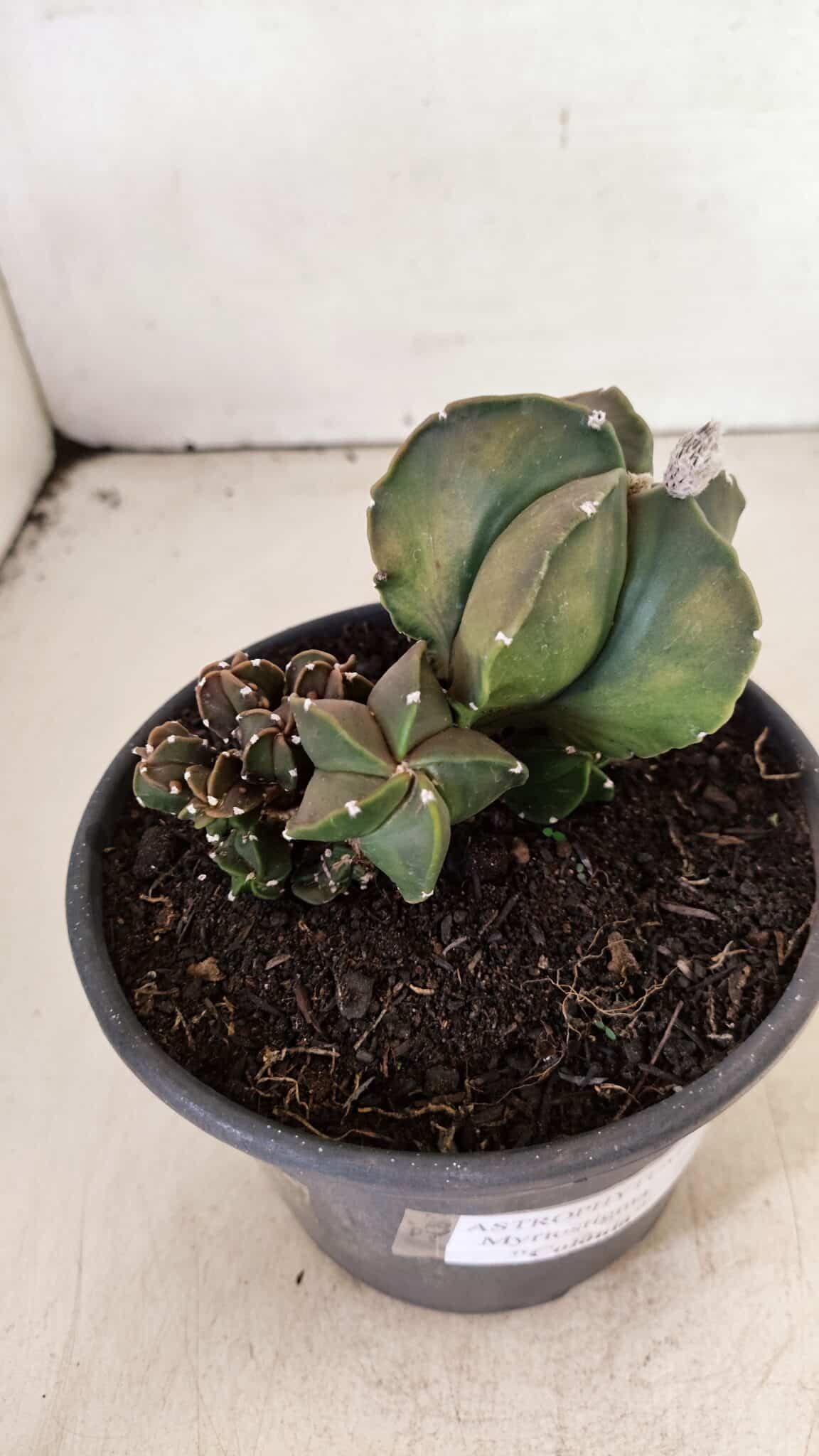 ASTROPHYTUM MYRIOSTIGMA "COLÔNIA"  Nº 1020 – vaso 15 - foto 6