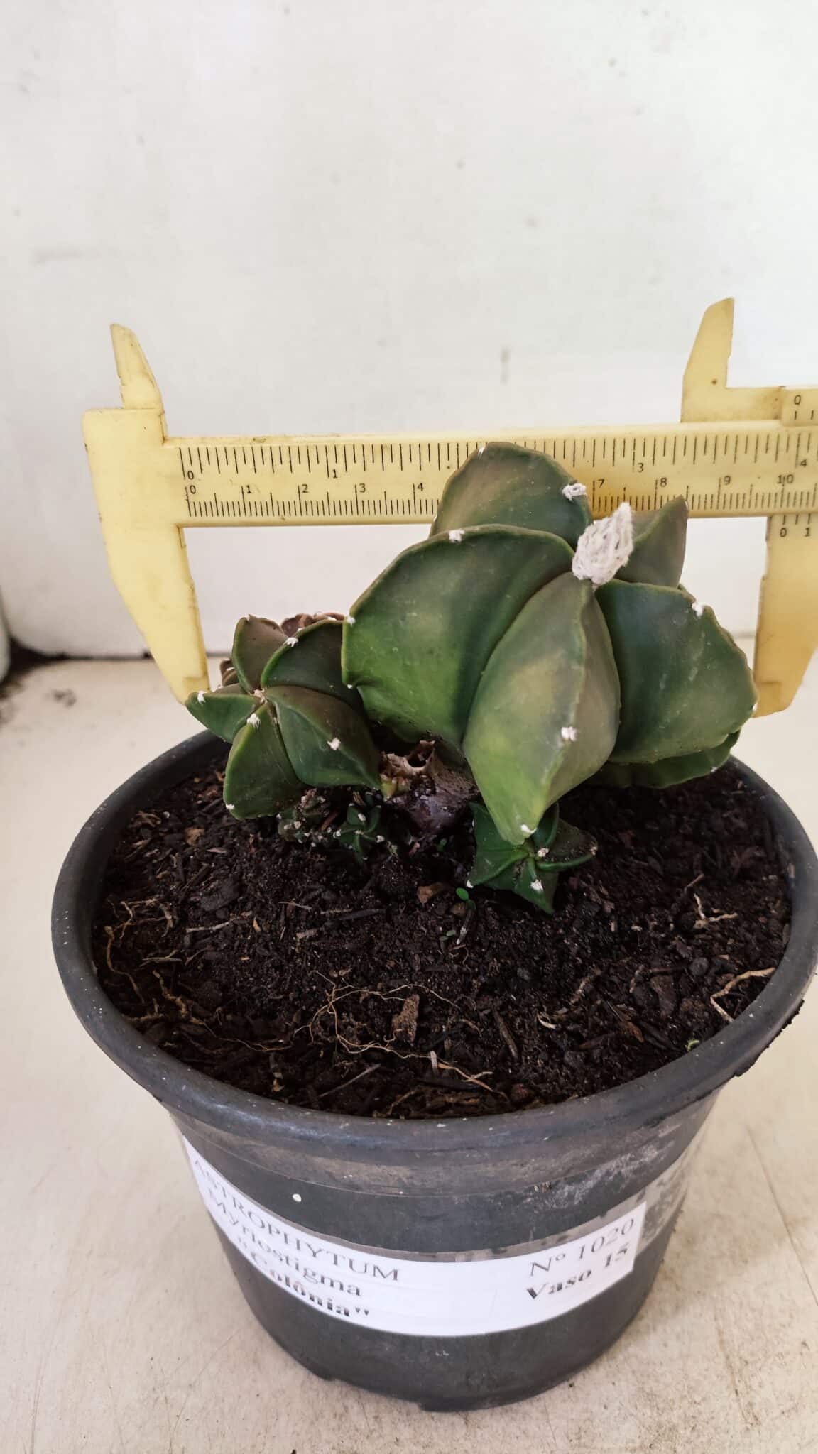 ASTROPHYTUM MYRIOSTIGMA "COLÔNIA"  Nº 1020 – vaso 15 - foto 4