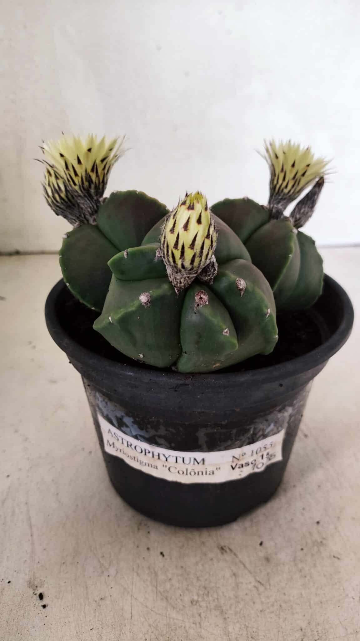 ASTROPHYTUM MYRIOSTIGMA "Colônia" Nº 1055 – vaso 15 - foto 2