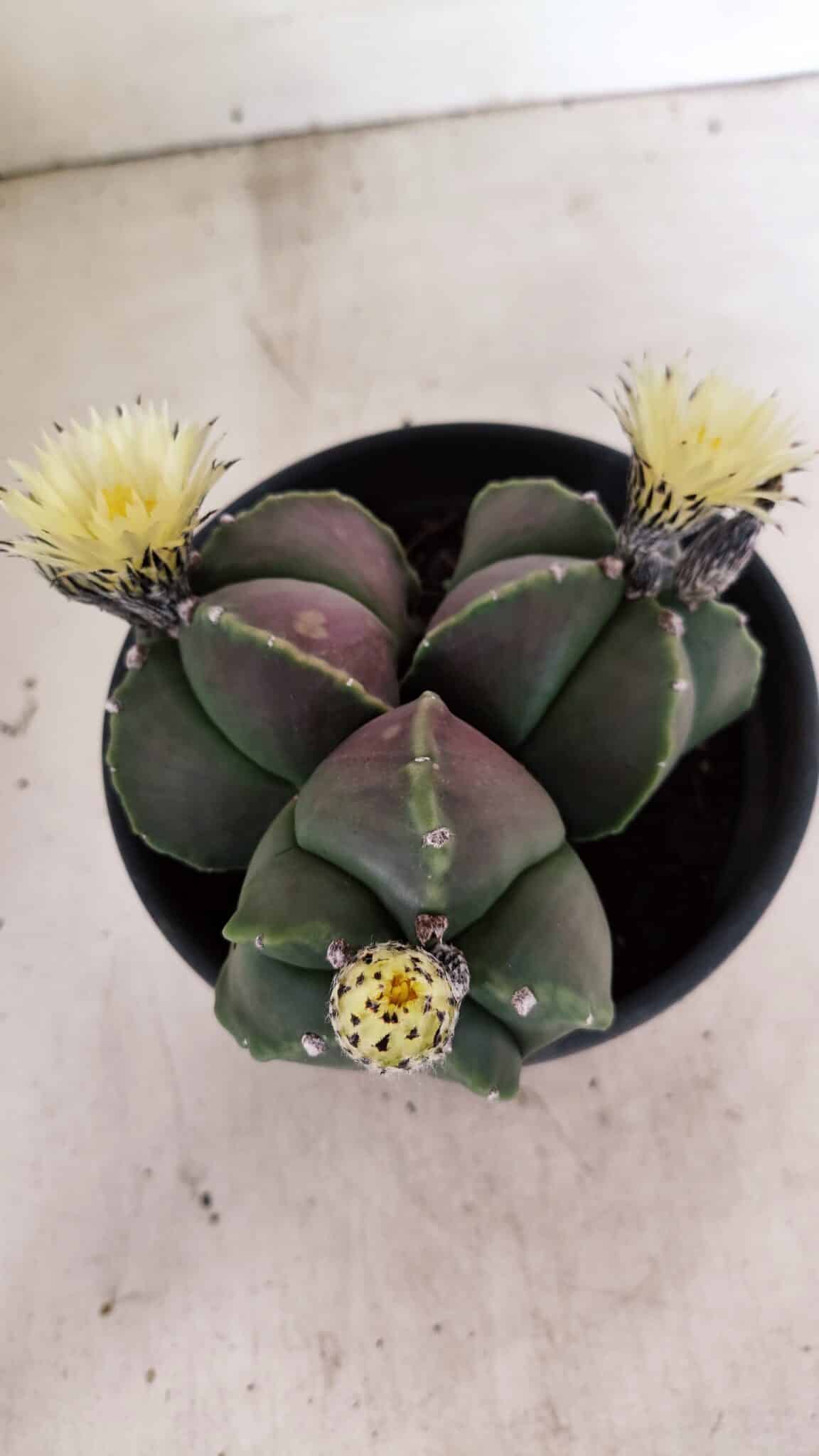 ASTROPHYTUM MYRIOSTIGMA "Colônia" Nº 1055 – vaso 15 - foto 9