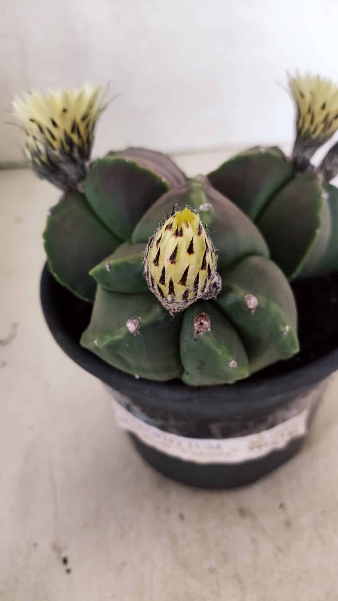 ASTROPHYTUM MYRIOSTIGMA "Colônia" Nº 1055 – vaso 15 - foto 8