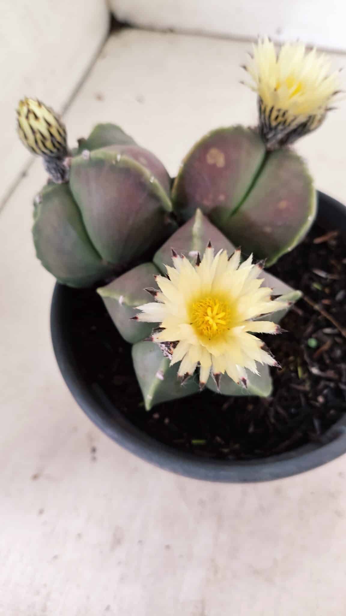 ASTROPHYTUM MYRIOSTIGMA "Colônia" Nº 1055 – vaso 15 - foto 3