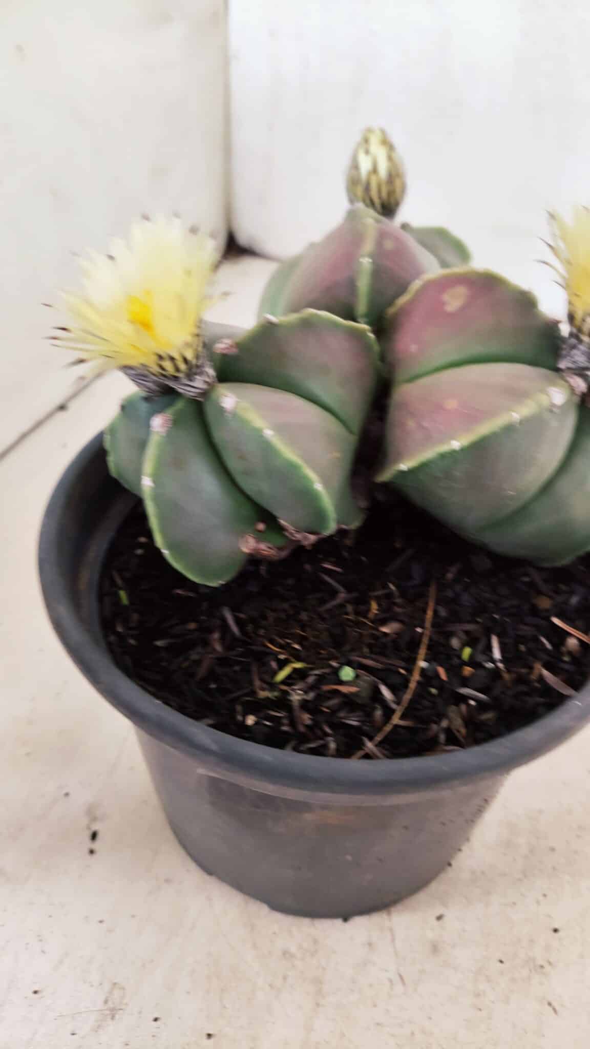 ASTROPHYTUM MYRIOSTIGMA "Colônia" Nº 1055 – vaso 15 - foto 7