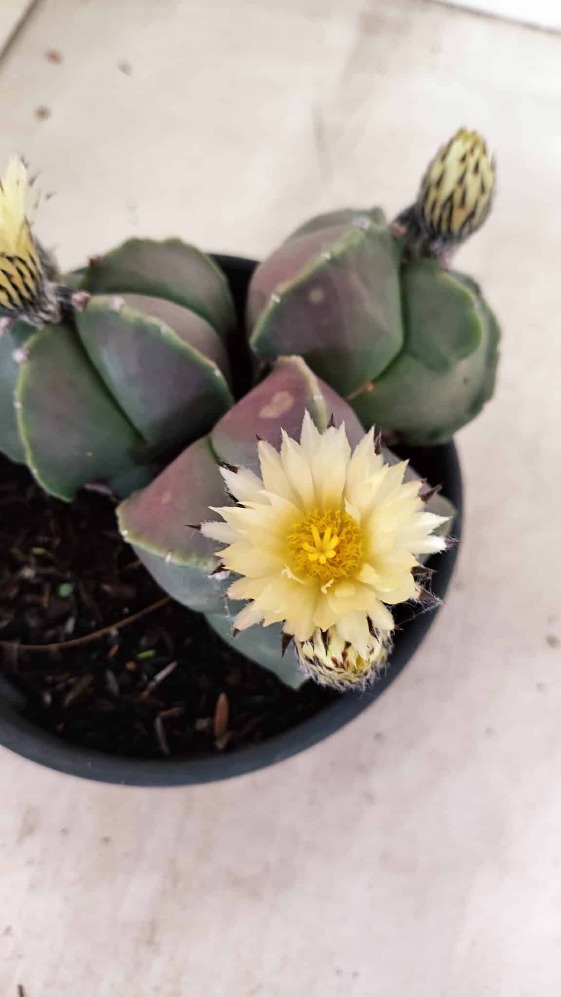 ASTROPHYTUM MYRIOSTIGMA "Colônia" Nº 1055 – vaso 15 - foto 6