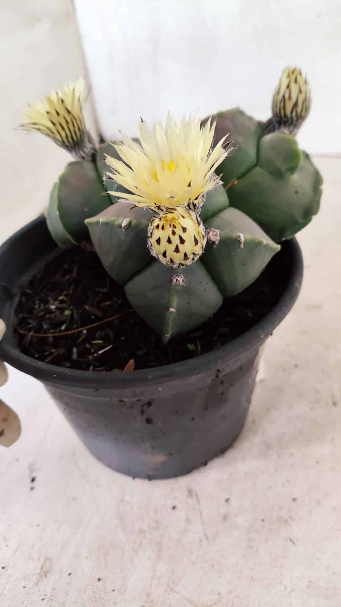 ASTROPHYTUM MYRIOSTIGMA "Colônia" Nº 1055 – vaso 15 - foto 5
