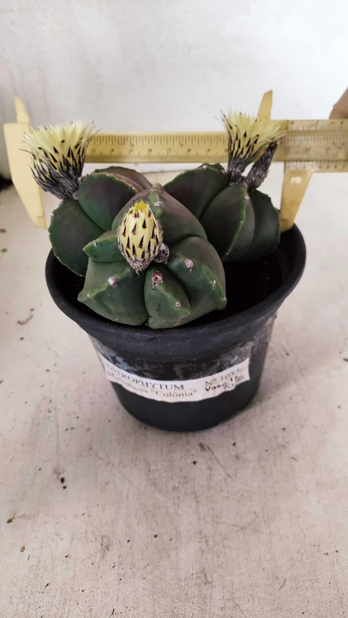 ASTROPHYTUM MYRIOSTIGMA "Colônia" Nº 1055 – vaso 15 - foto 4
