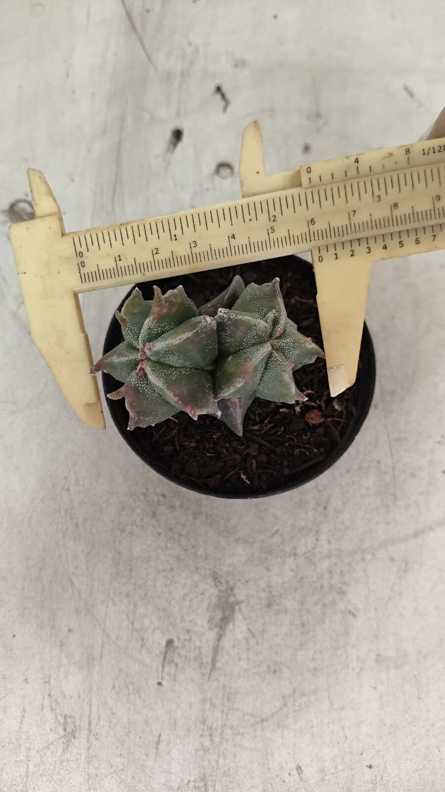 ASTROPHYTUM MYRIOSTIGMA "Colônia" Nº 1093 – vaso 11 - foto 5