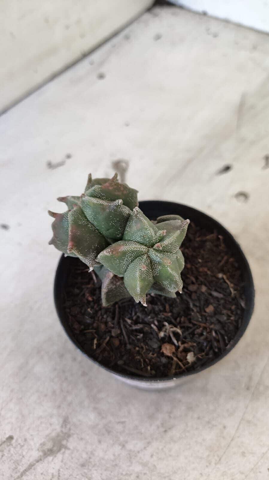ASTROPHYTUM MYRIOSTIGMA "Colônia" Nº 1093 – vaso 11 - foto 8