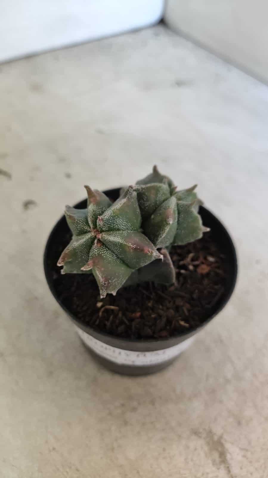 ASTROPHYTUM MYRIOSTIGMA "Colônia" Nº 1093 – vaso 11 - foto 7