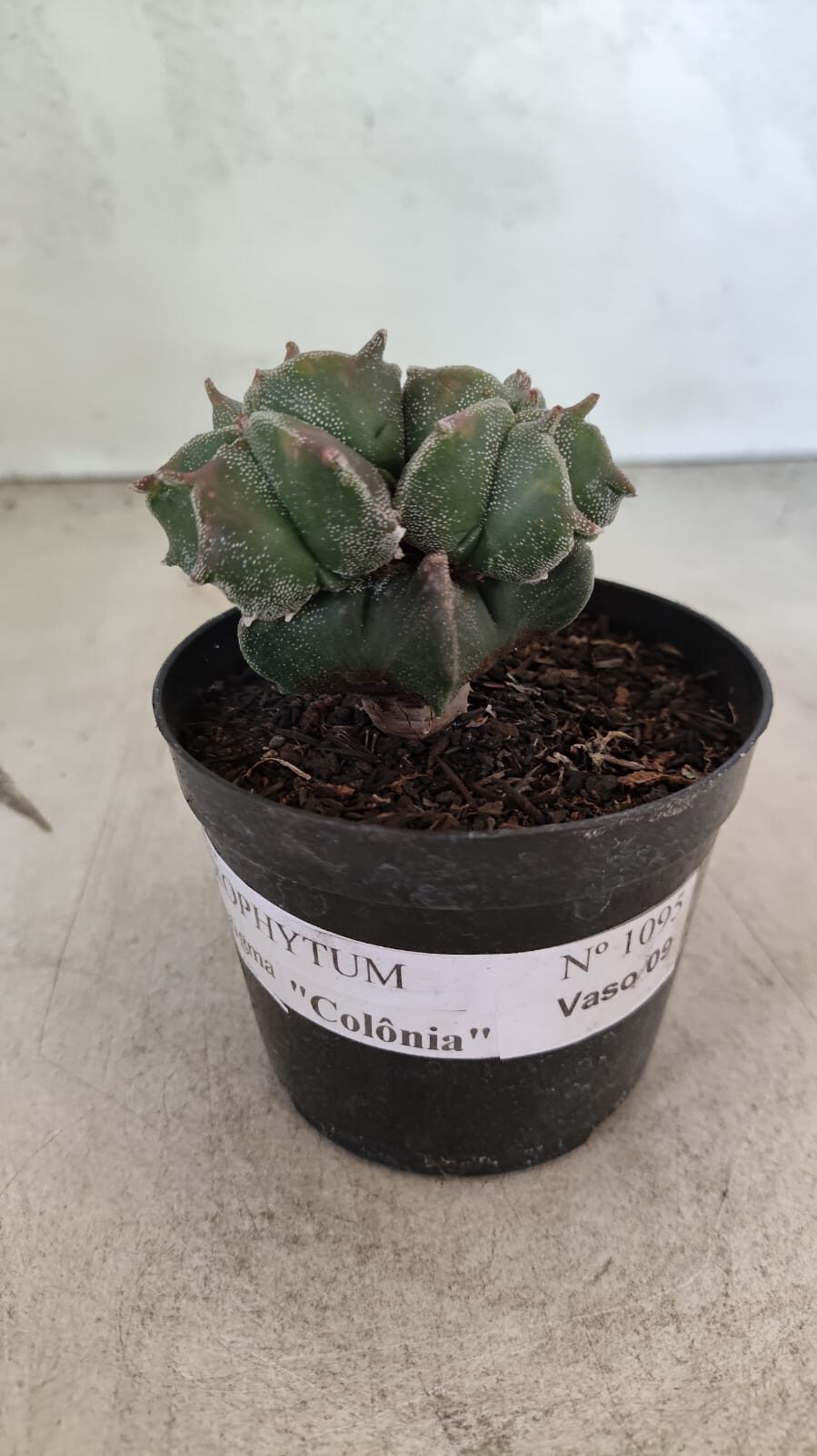 ASTROPHYTUM MYRIOSTIGMA "Colônia" Nº 1093 – vaso 11 - foto 2