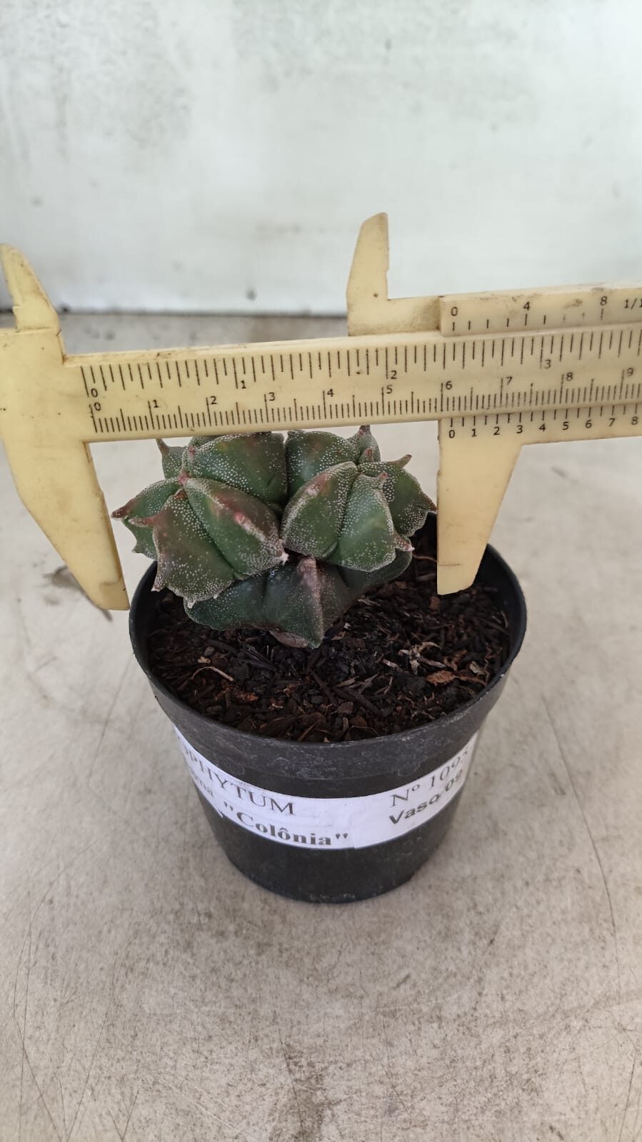 ASTROPHYTUM MYRIOSTIGMA "Colônia" Nº 1093 – vaso 11 - foto 4