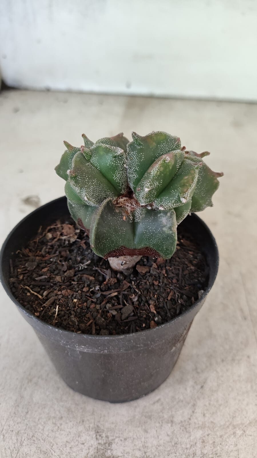 ASTROPHYTUM MYRIOSTIGMA "Colônia" Nº 1093 – vaso 11 - foto 3