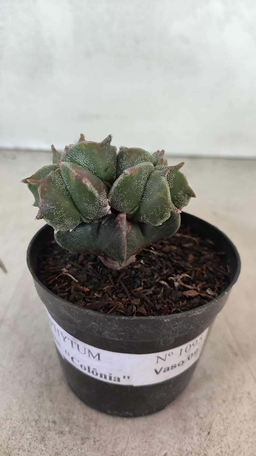 ASTROPHYTUM MYRIOSTIGMA "Colônia" Nº 1093 – vaso 11 - foto 6