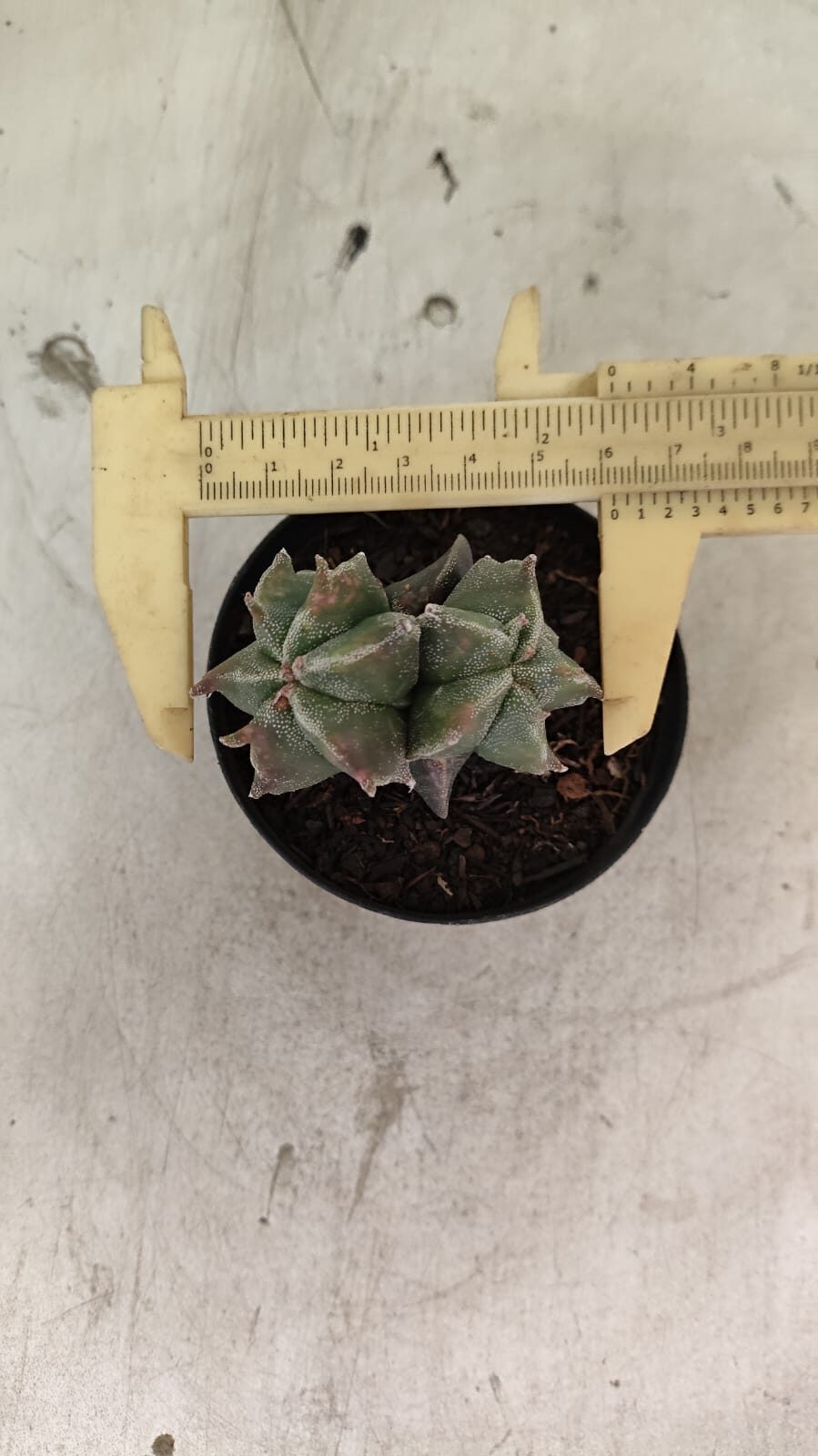 ASTROPHYTUM MYRIOSTIGMA "Colônia" Nº 1093 – vaso 11 - foto 9