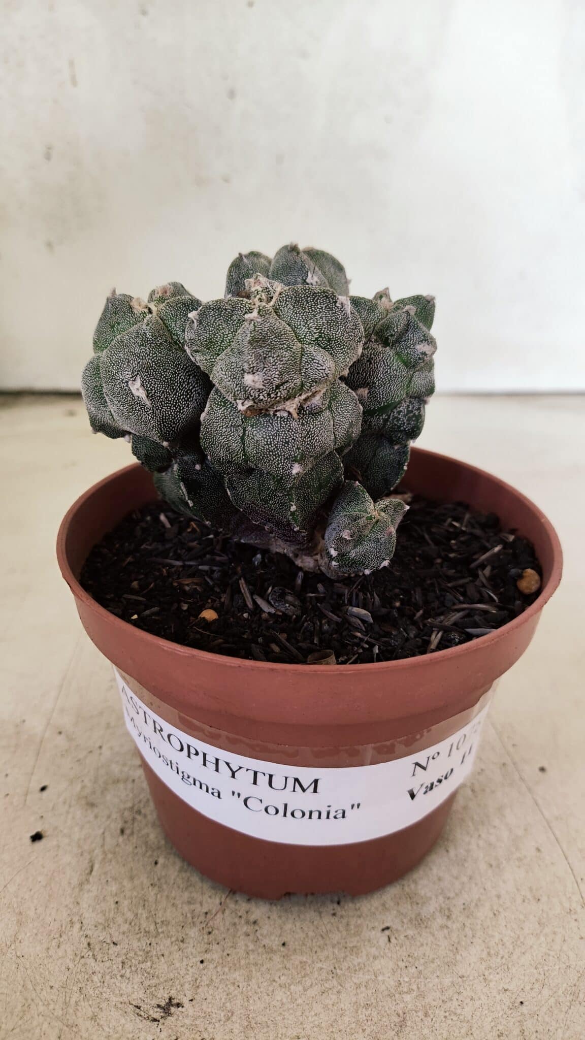 ASTROPHYTUM MYRIOSTIGMA "Colônia" Nº 1075 – vaso 11 - foto 2