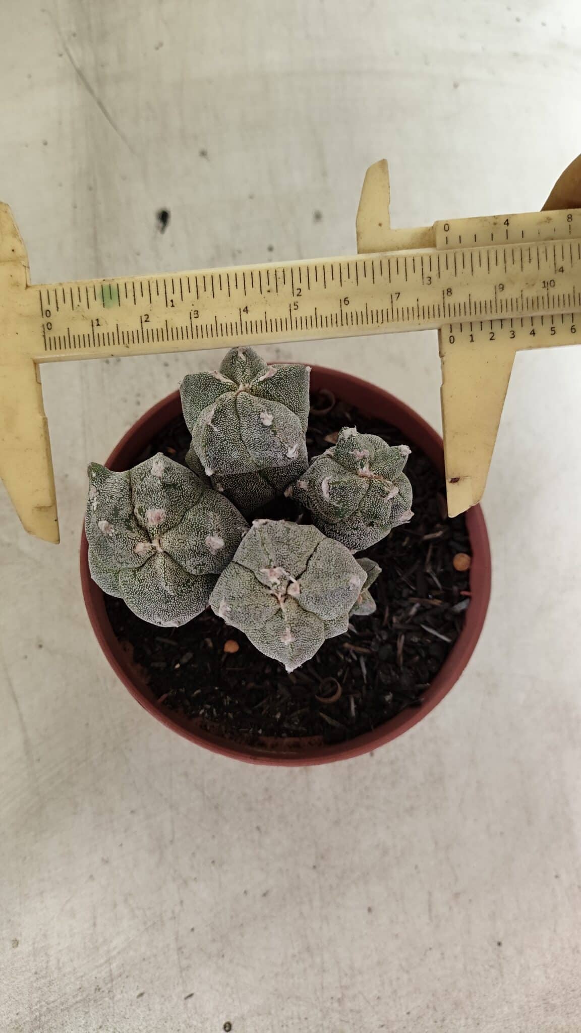 ASTROPHYTUM MYRIOSTIGMA "Colônia" Nº 1075 – vaso 11 - foto 5