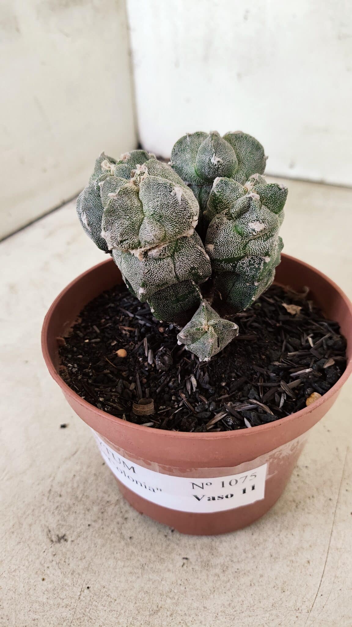 ASTROPHYTUM MYRIOSTIGMA "Colônia" Nº 1075 – vaso 11 - foto 10