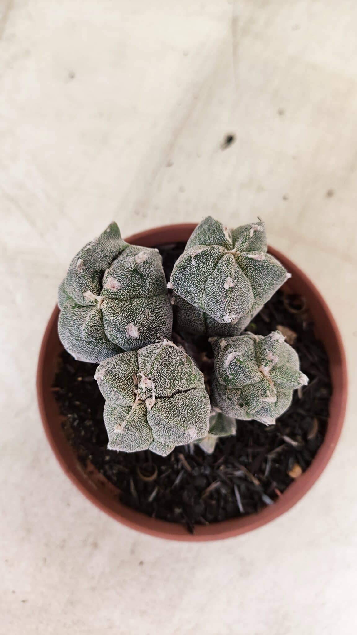 ASTROPHYTUM MYRIOSTIGMA "Colônia" Nº 1075 – vaso 11 - foto 6