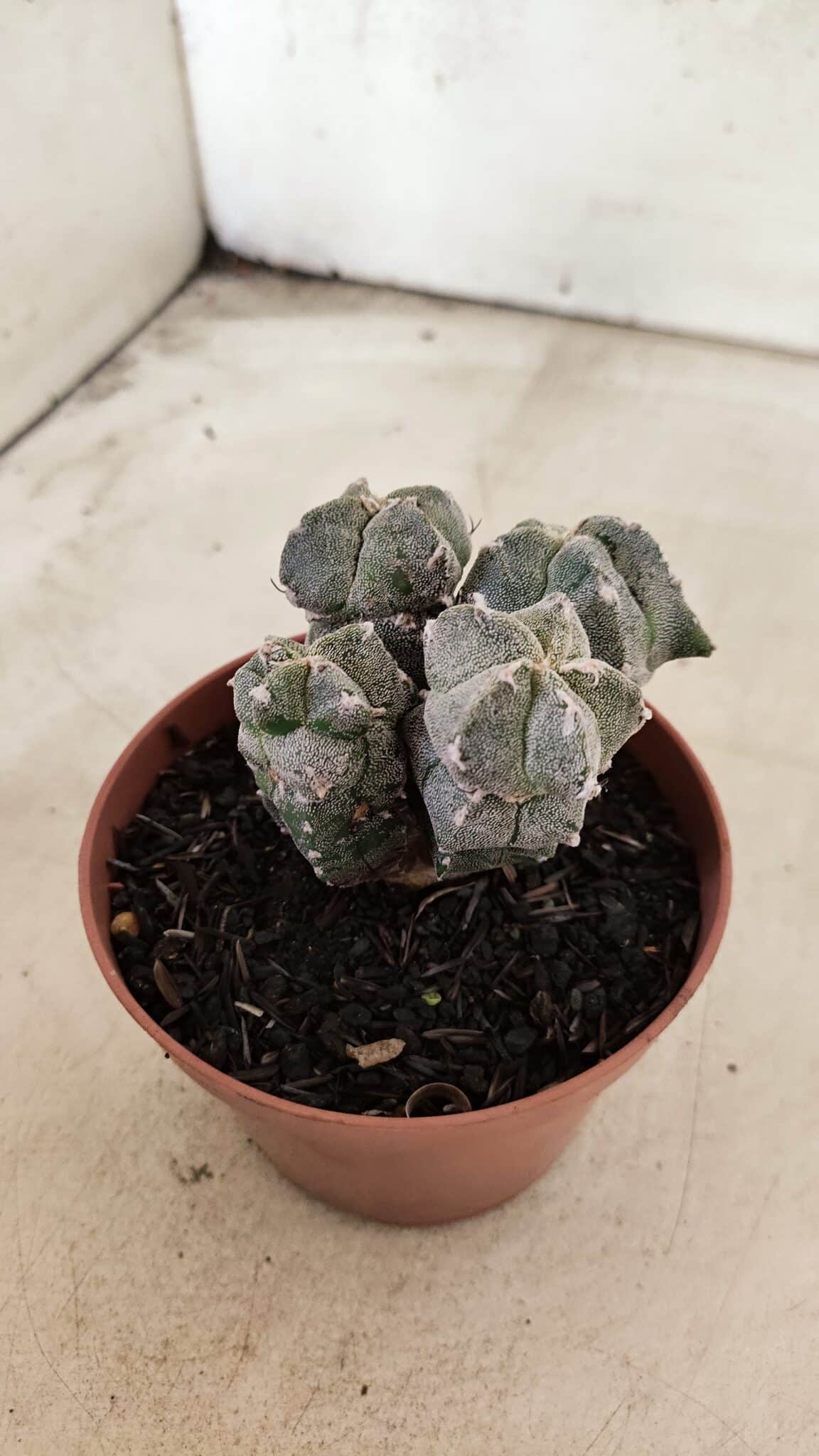 ASTROPHYTUM MYRIOSTIGMA "Colônia" Nº 1075 – vaso 11 - foto 11