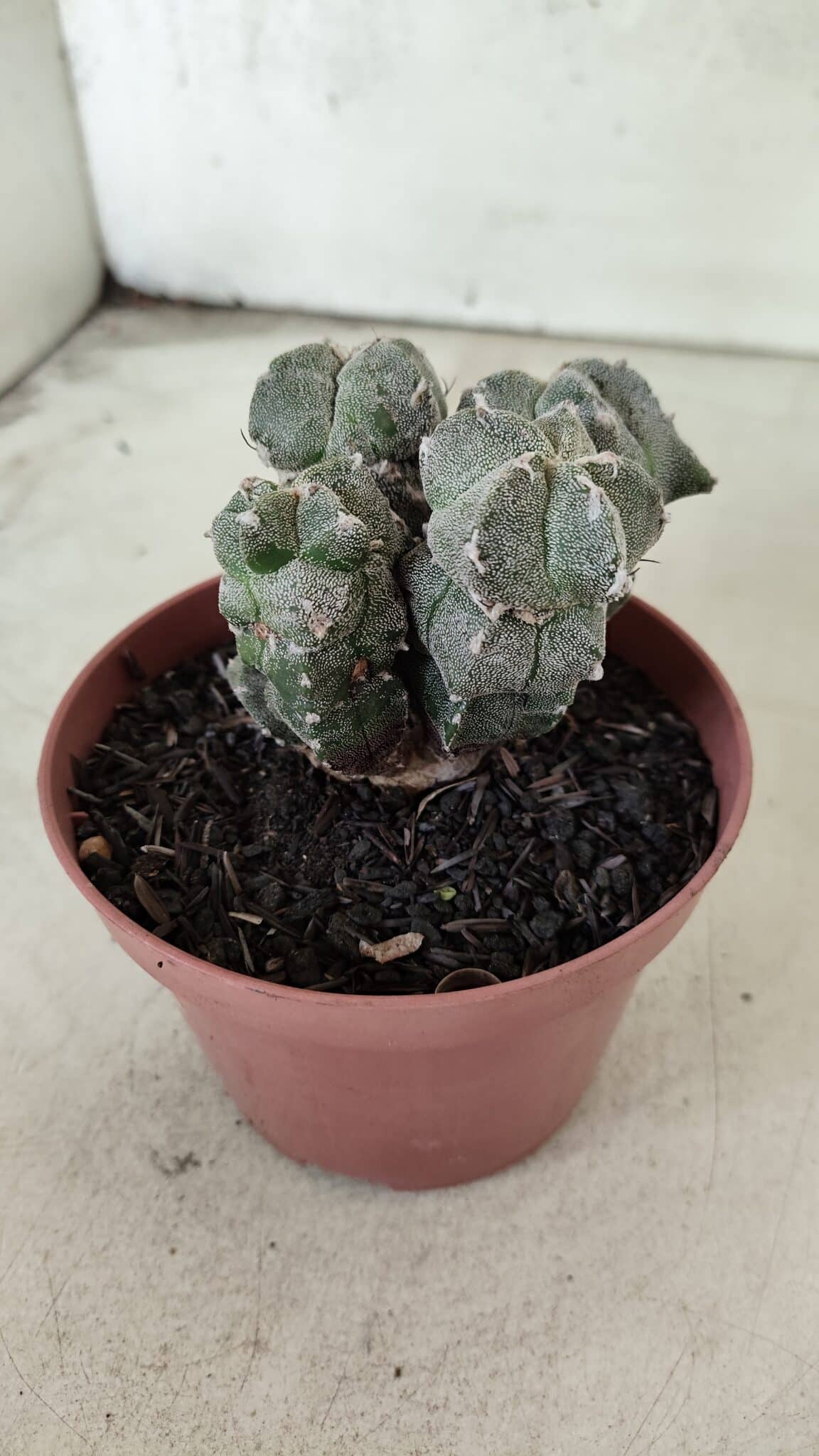 ASTROPHYTUM MYRIOSTIGMA "Colônia" Nº 1075 – vaso 11 - foto 9