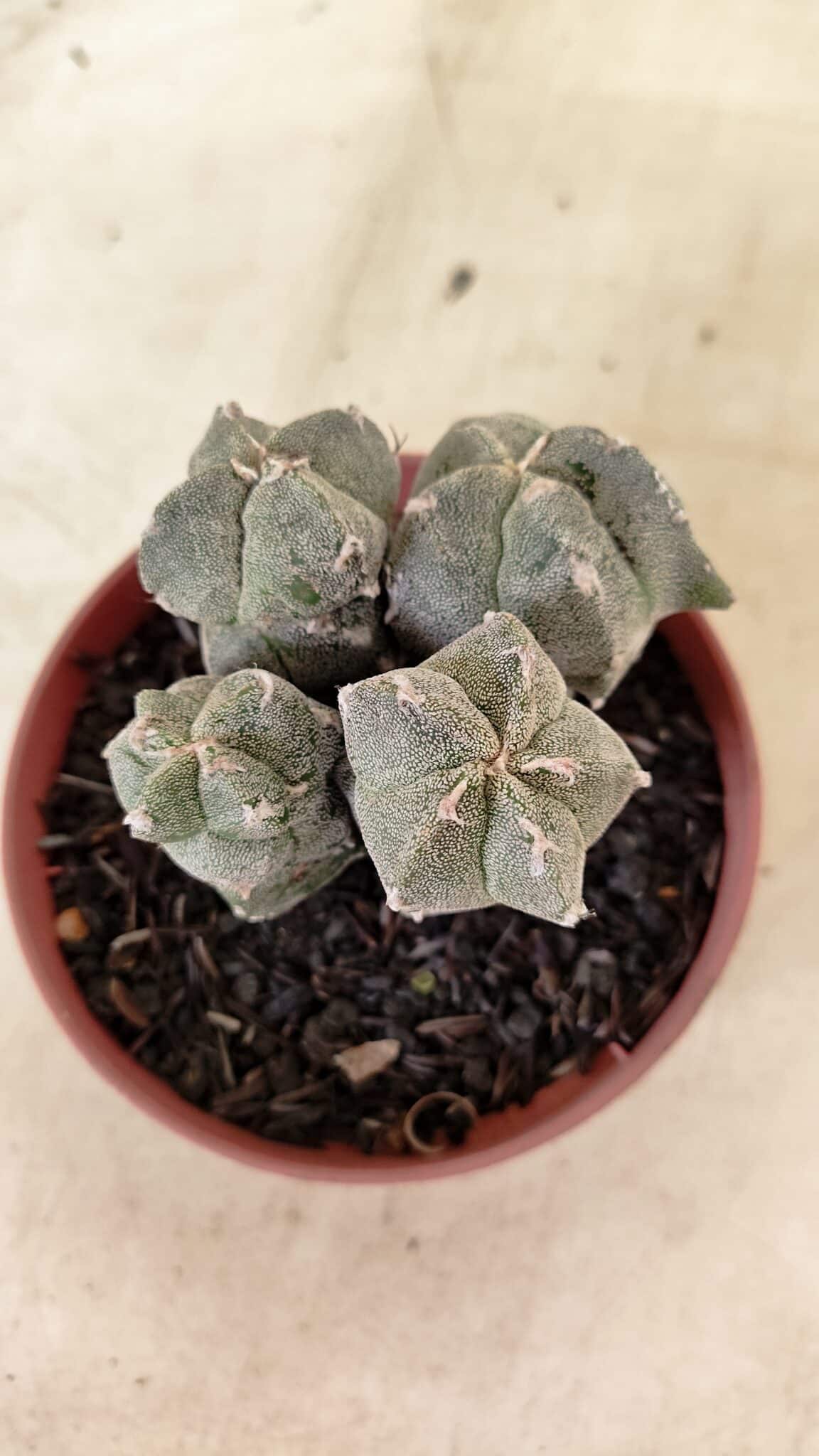 ASTROPHYTUM MYRIOSTIGMA "Colônia" Nº 1075 – vaso 11 - foto 3