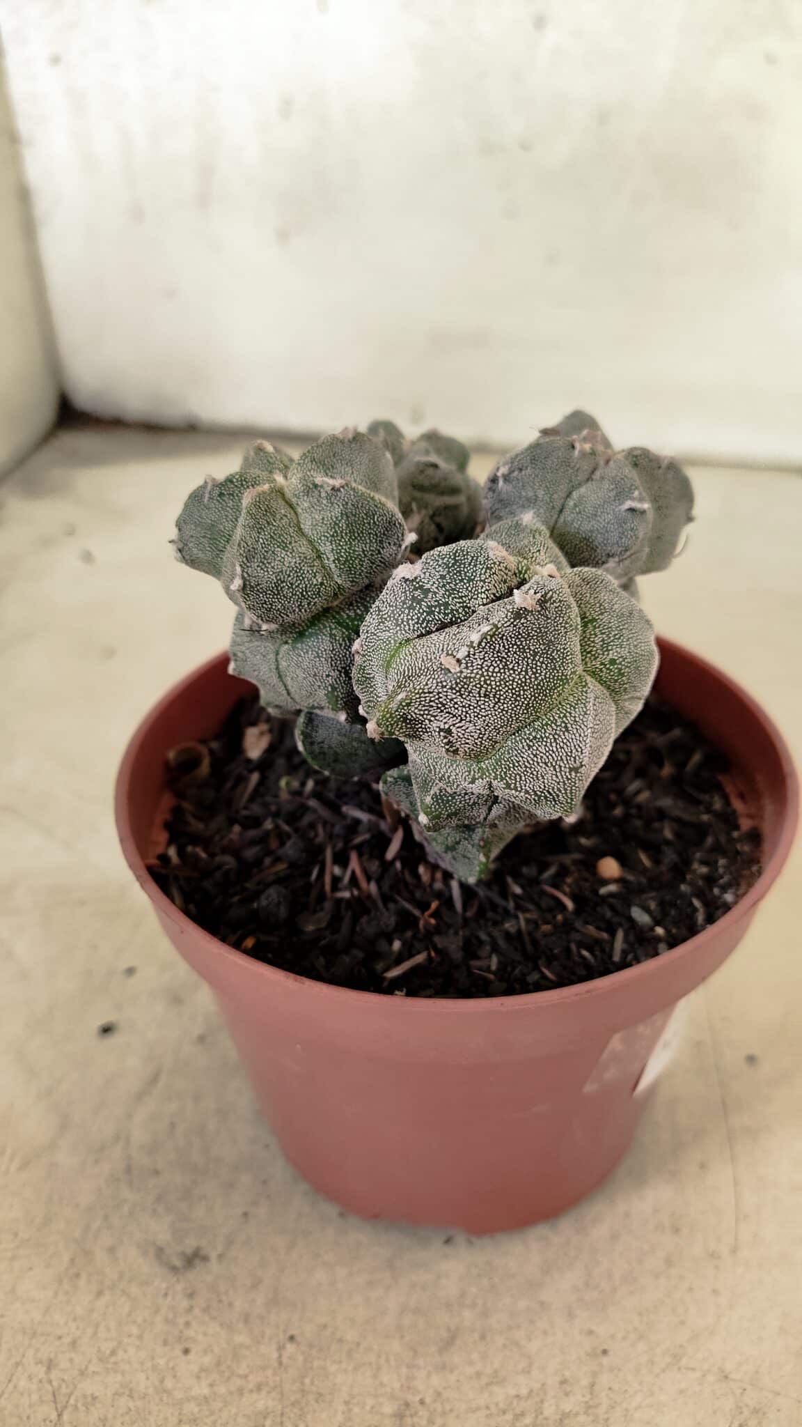 ASTROPHYTUM MYRIOSTIGMA "Colônia" Nº 1075 – vaso 11 - foto 8
