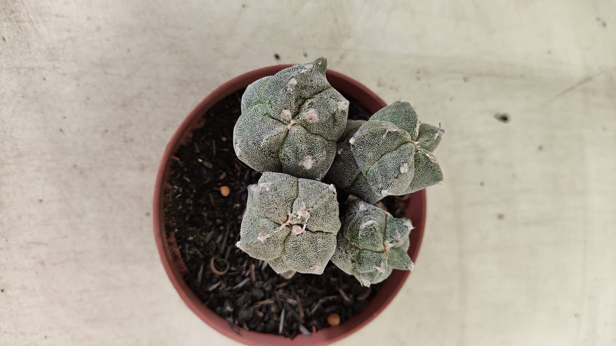 ASTROPHYTUM MYRIOSTIGMA "Colônia" Nº 1075 – vaso 11 - foto 7