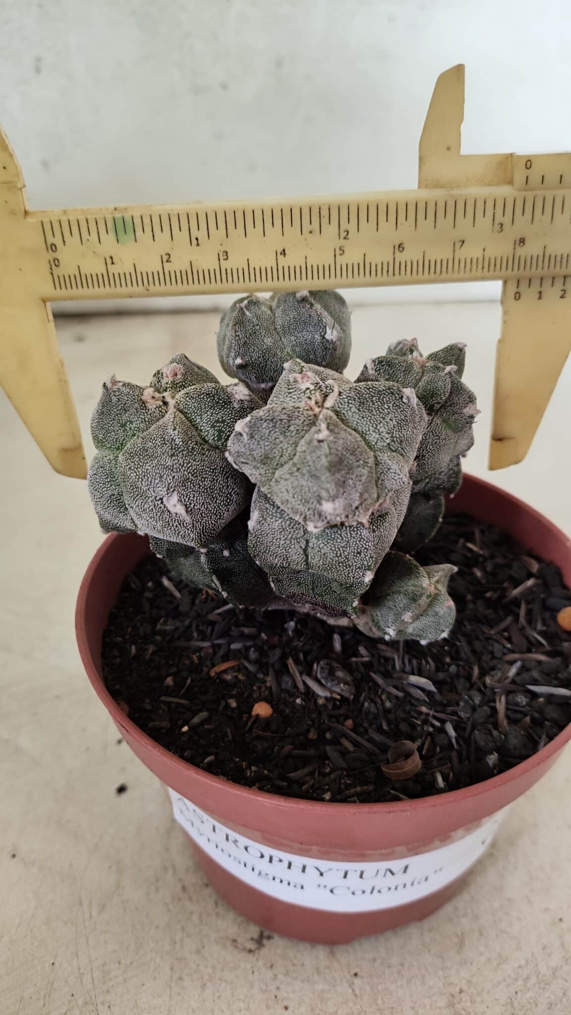 ASTROPHYTUM MYRIOSTIGMA "Colônia" Nº 1075 – vaso 11 - foto 4
