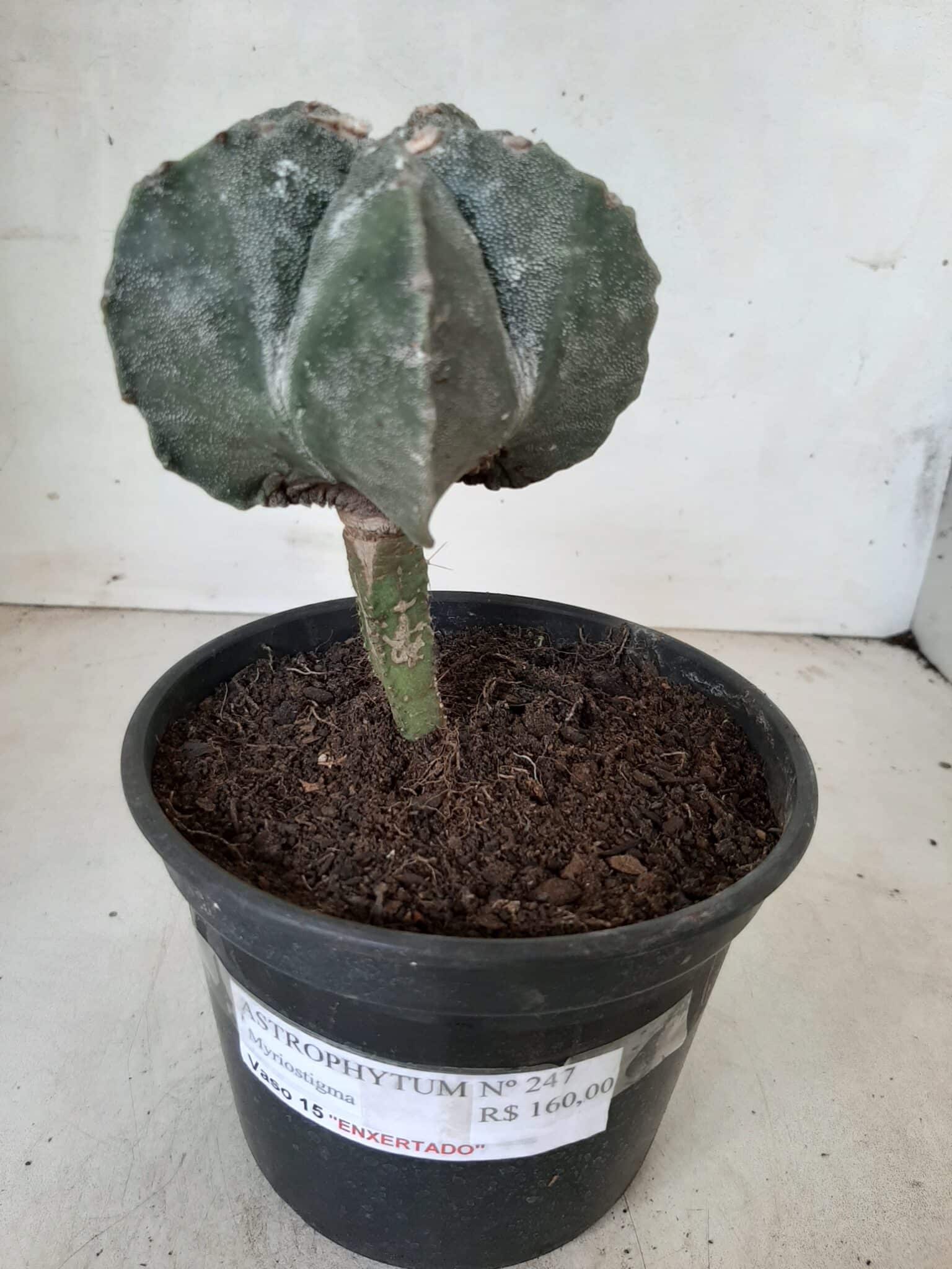 ASTROPHYTUM MYRIOSTIGMA "ENXERTADO" Nº 247 – vaso 15 - imagem 2