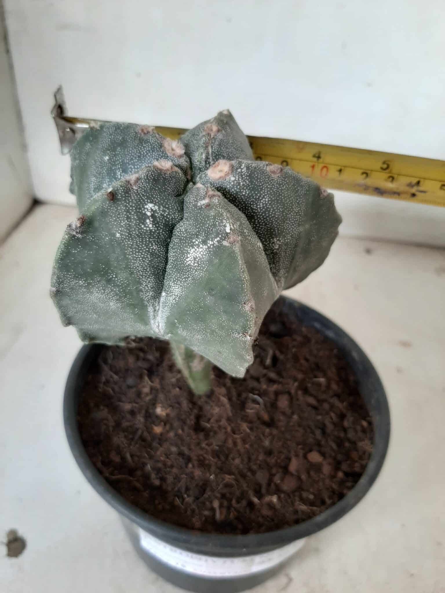ASTROPHYTUM MYRIOSTIGMA "ENXERTADO" Nº 247 – vaso 15 - imagem 4