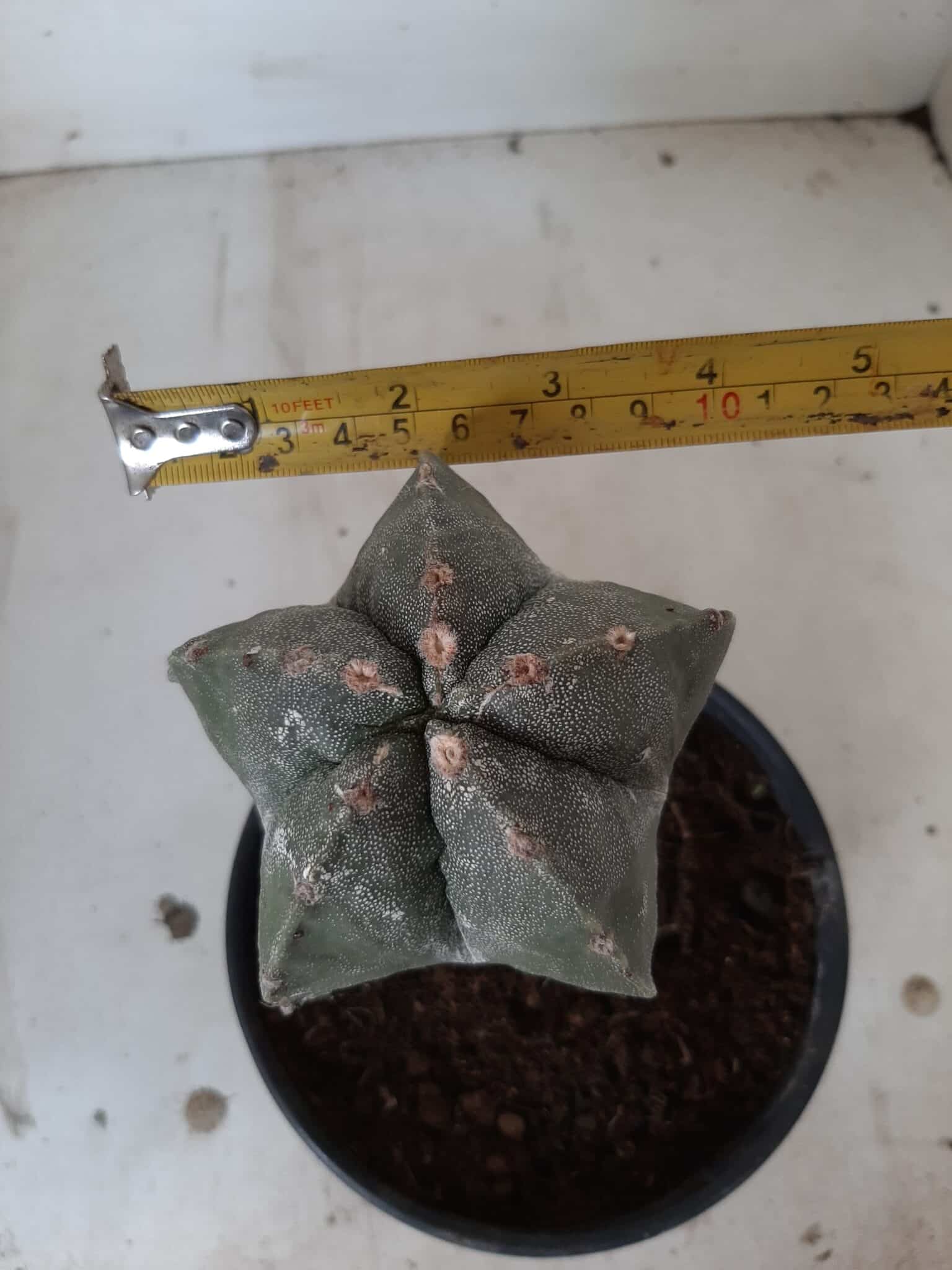ASTROPHYTUM MYRIOSTIGMA "ENXERTADO" Nº 247 – vaso 15 - imagem 5