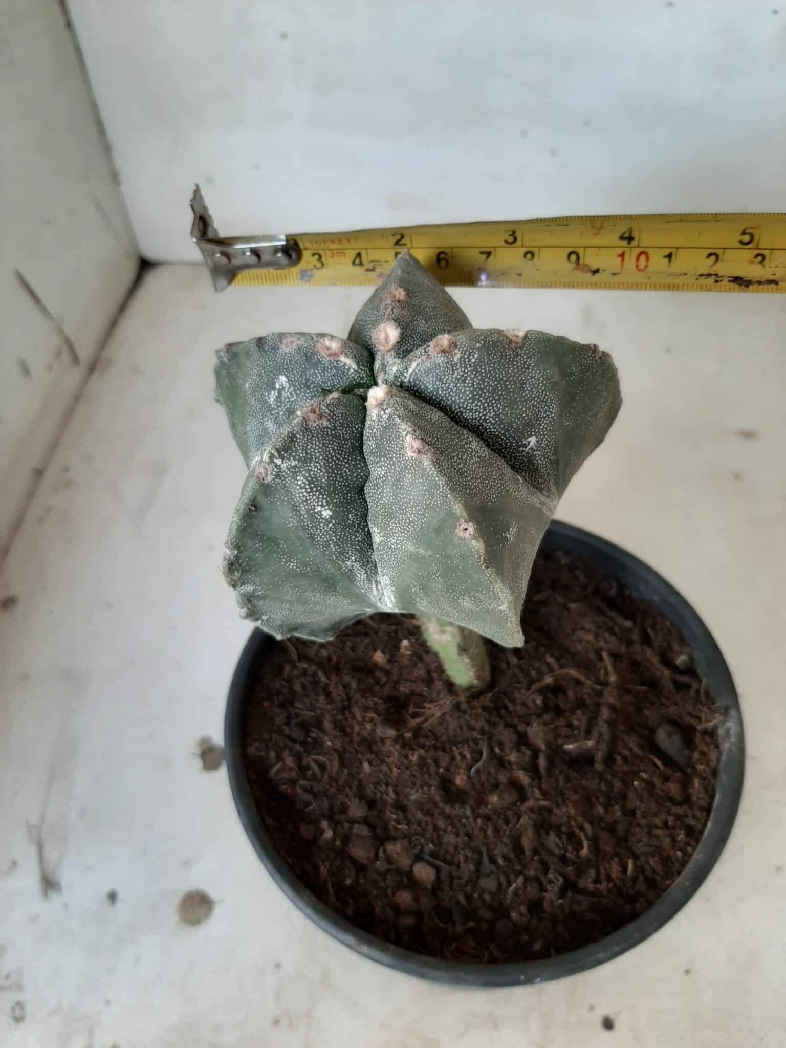 ASTROPHYTUM MYRIOSTIGMA "ENXERTADO" Nº 247 – vaso 15 - imagem 10
