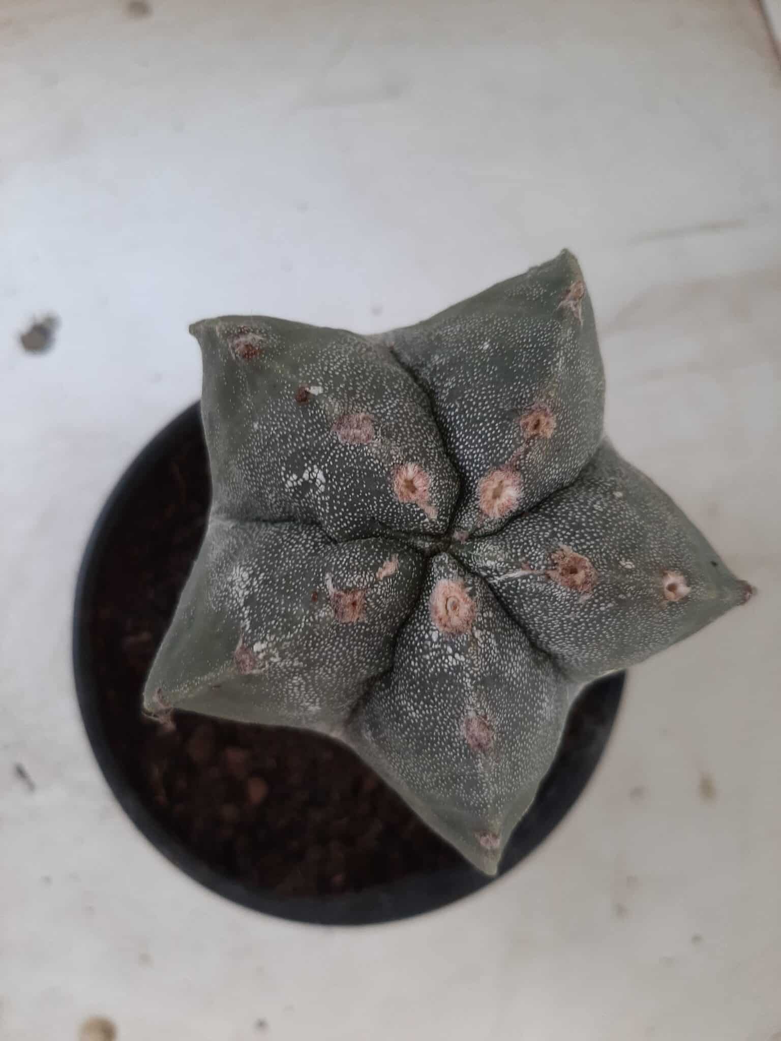 ASTROPHYTUM MYRIOSTIGMA "ENXERTADO" Nº 247 – vaso 15 - imagem 3