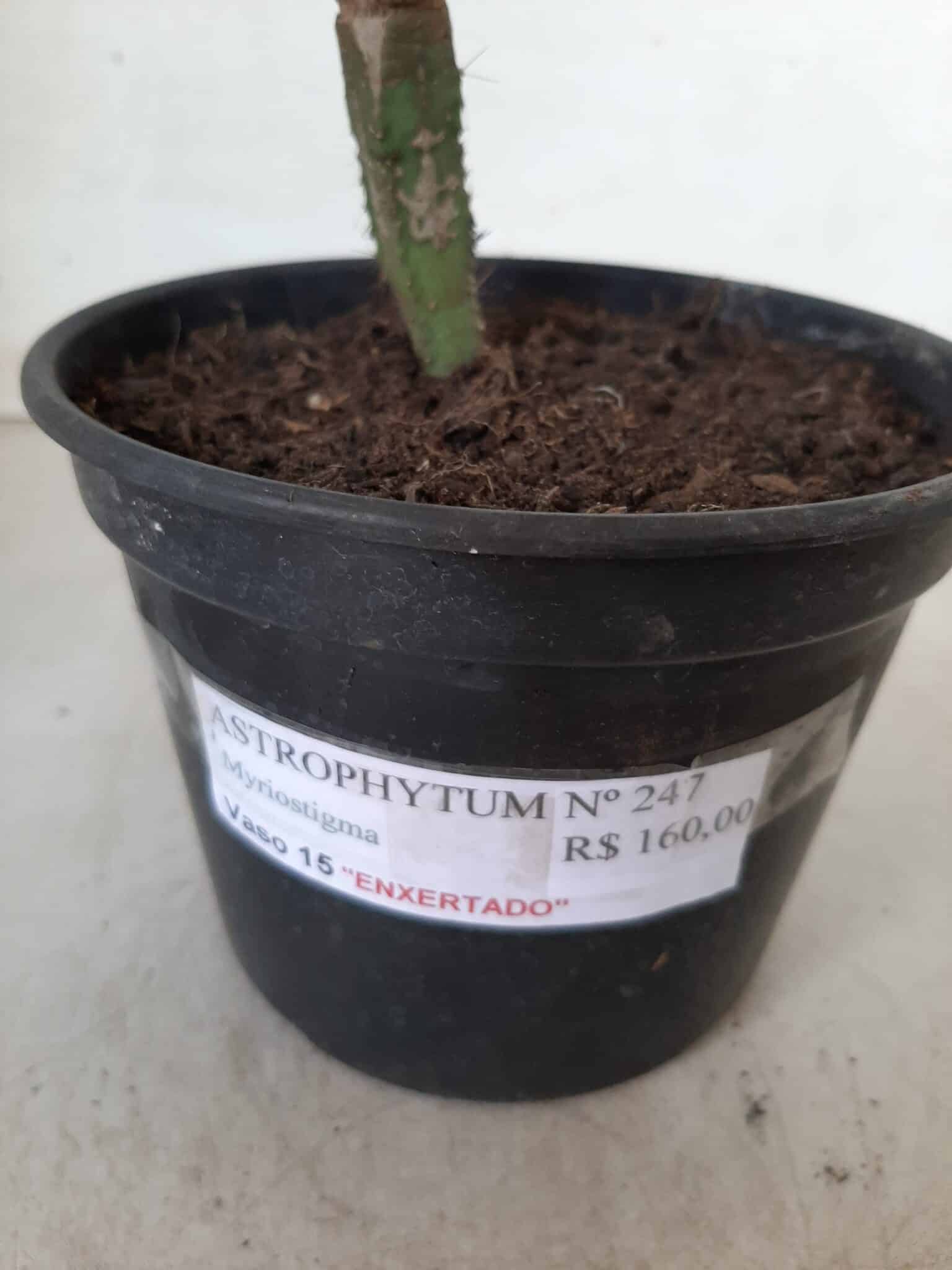 ASTROPHYTUM MYRIOSTIGMA "ENXERTADO" Nº 247 – vaso 15 - imagem 6