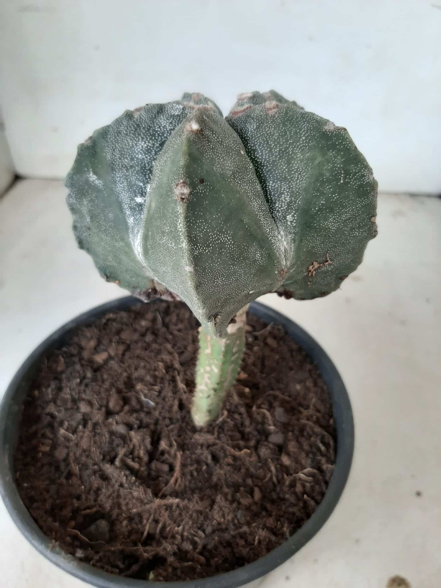 ASTROPHYTUM MYRIOSTIGMA "ENXERTADO" Nº 247 – vaso 15 - imagem 9