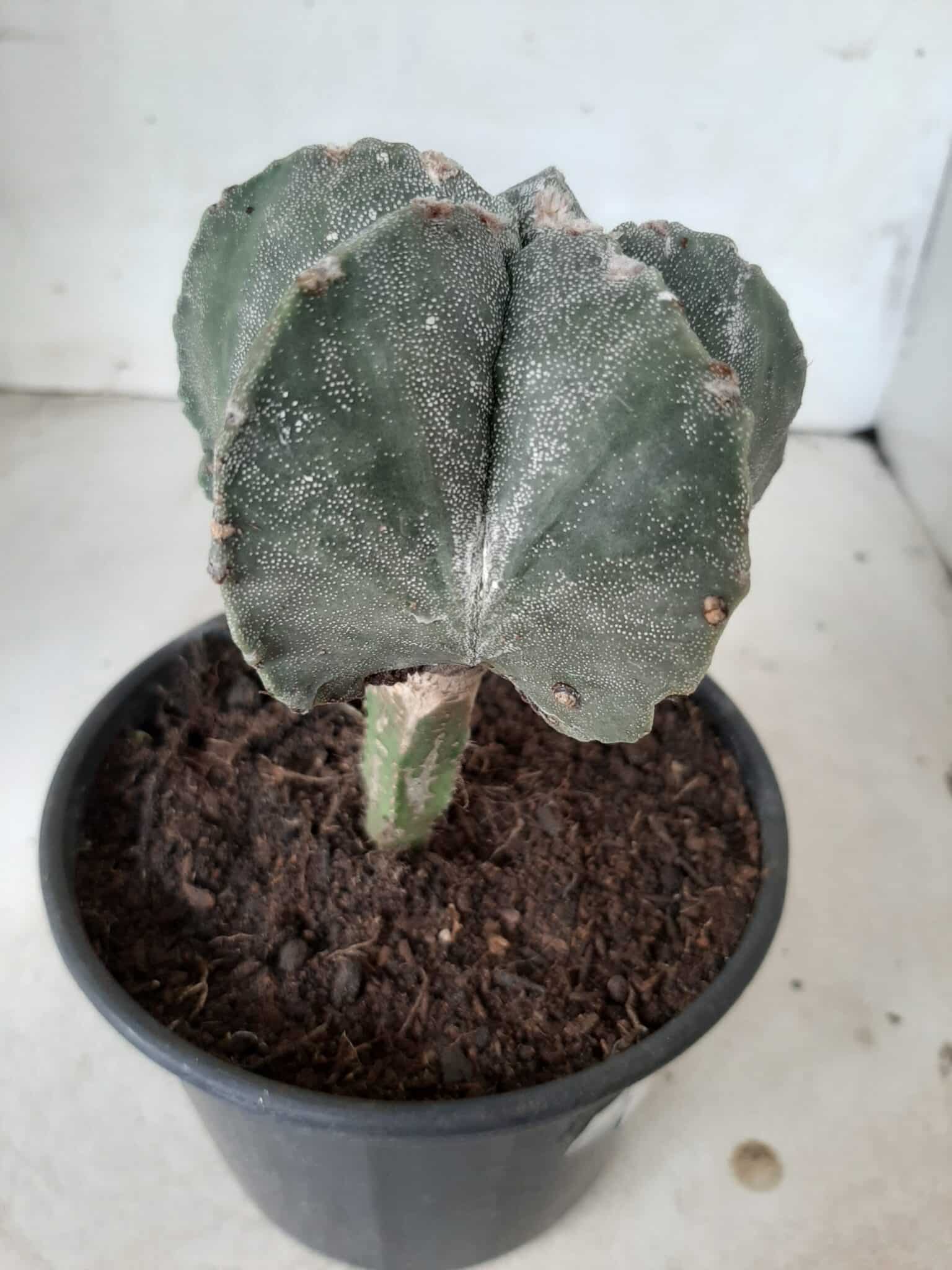 ASTROPHYTUM MYRIOSTIGMA "ENXERTADO" Nº 247 – vaso 15 - imagem 8