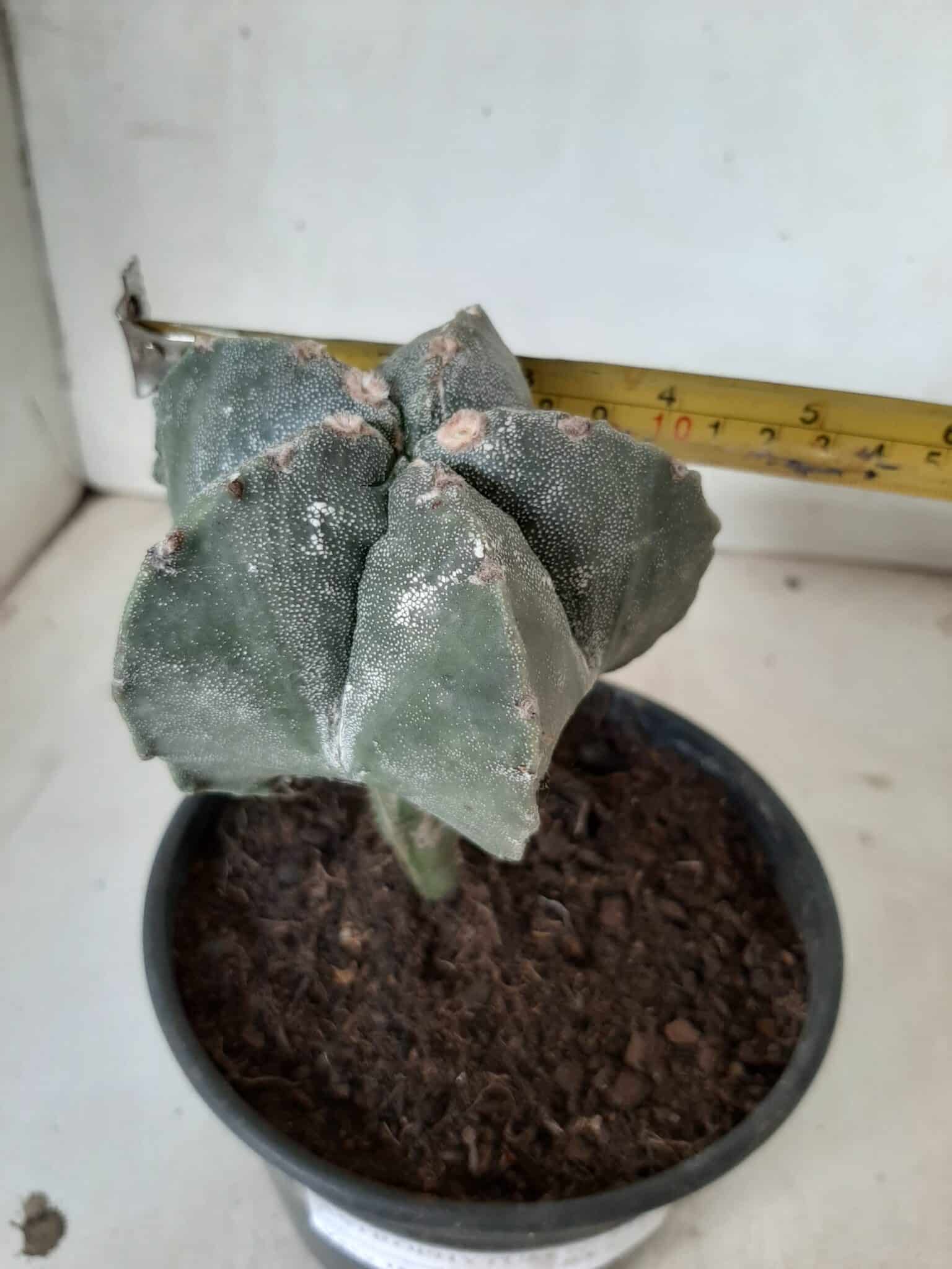 ASTROPHYTUM MYRIOSTIGMA "ENXERTADO" Nº 247 – vaso 15 - imagem 7