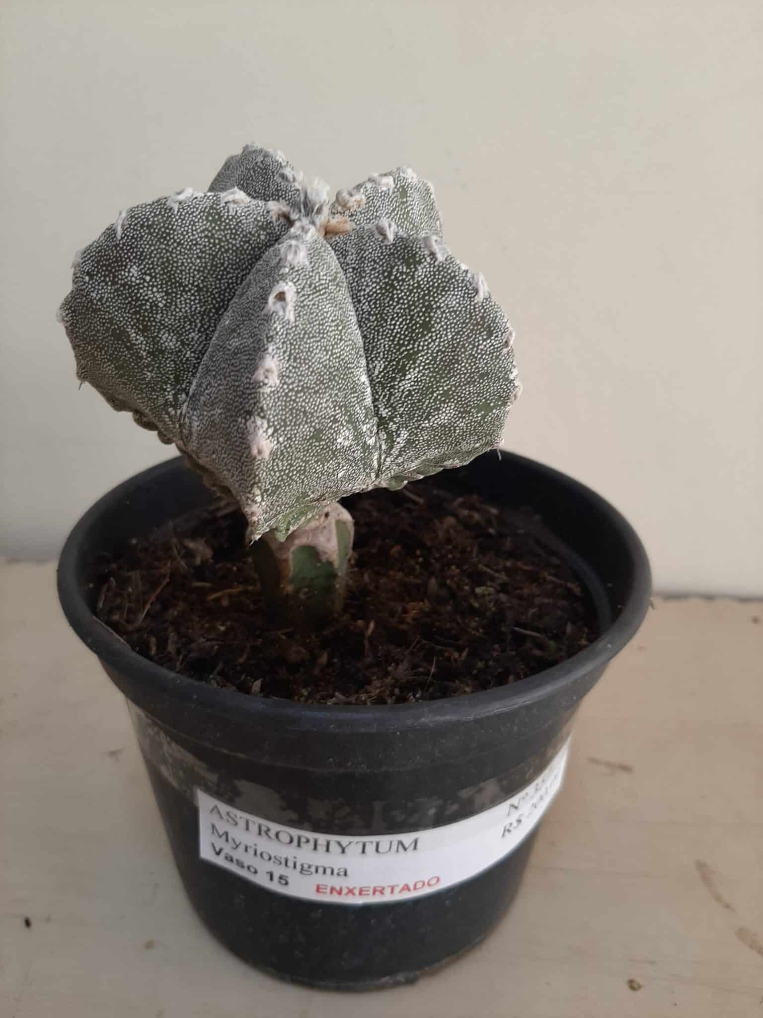 ASTROPHYTUM MYRIOSTIGMA "ENXERTADO"  Nº 357 – vaso 15