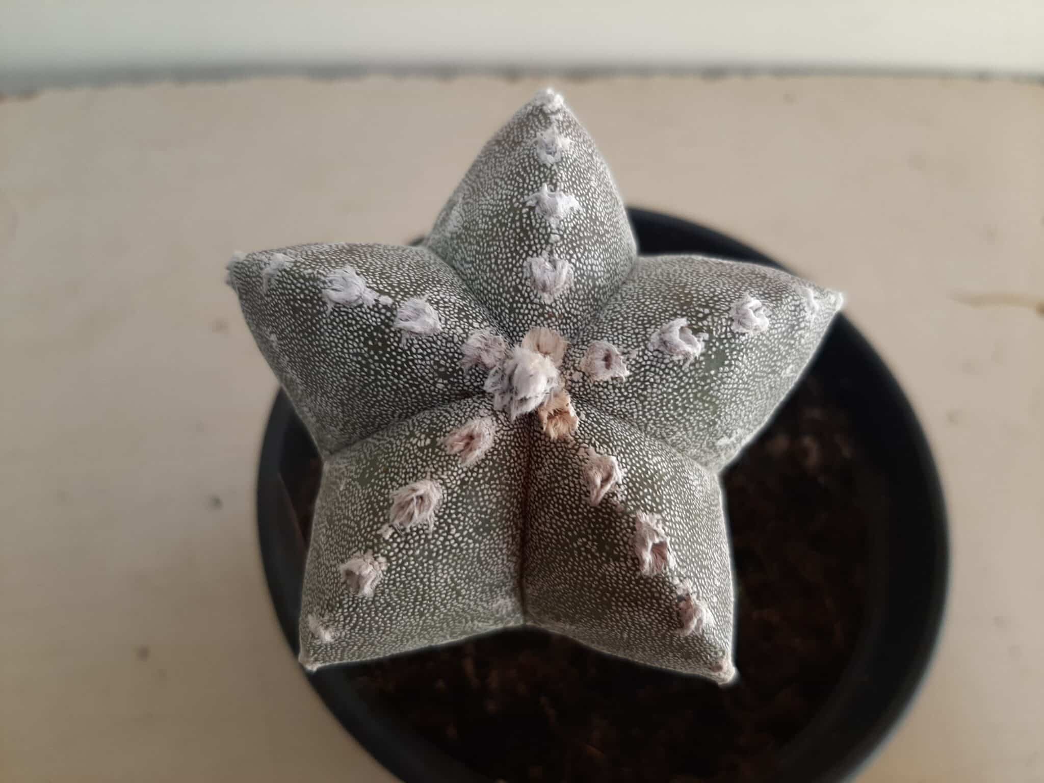 ASTROPHYTUM MYRIOSTIGMA "ENXERTADO"  Nº 357 – vaso 15