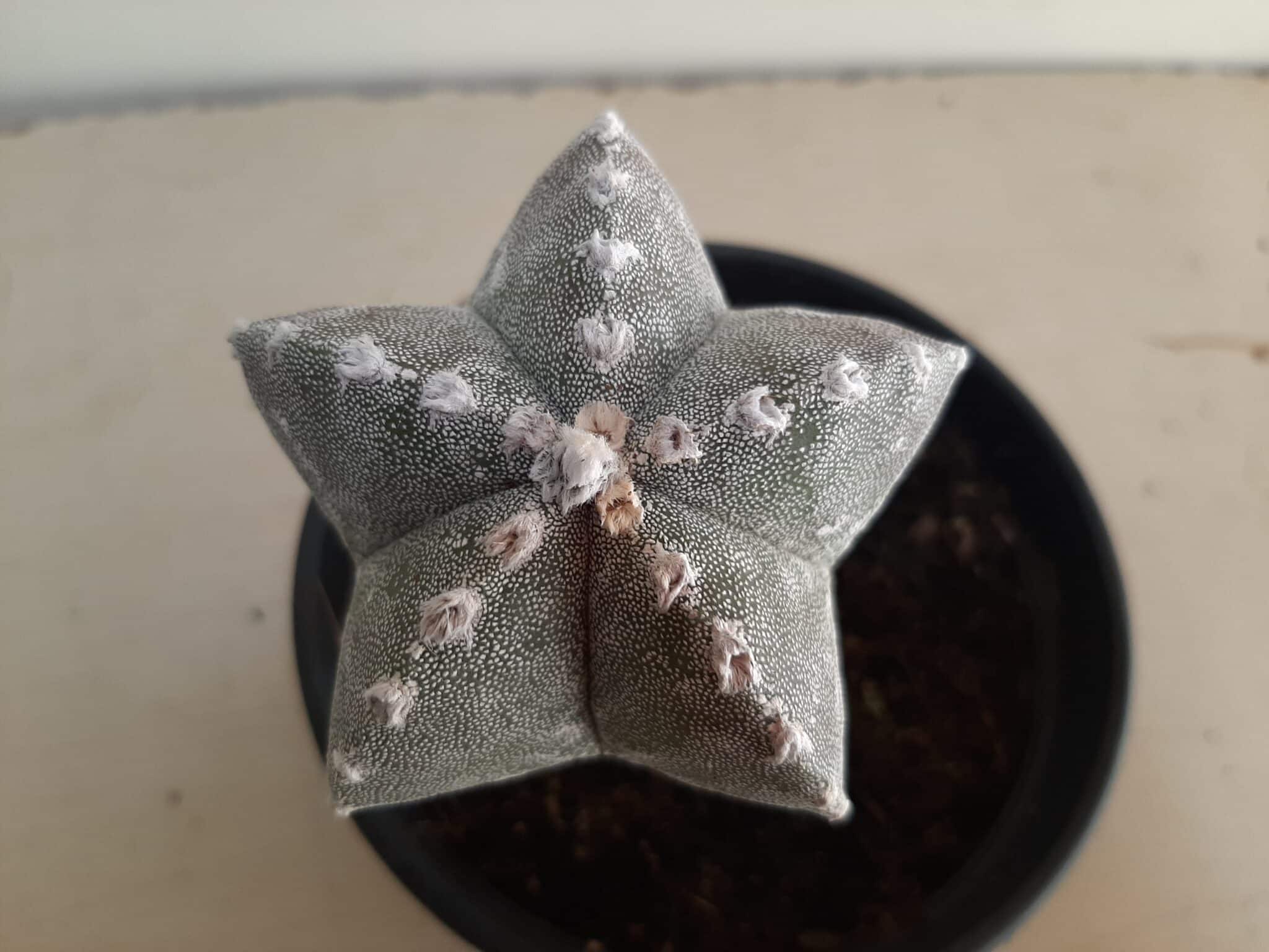 ASTROPHYTUM MYRIOSTIGMA "ENXERTADO"  Nº 357 – vaso 15