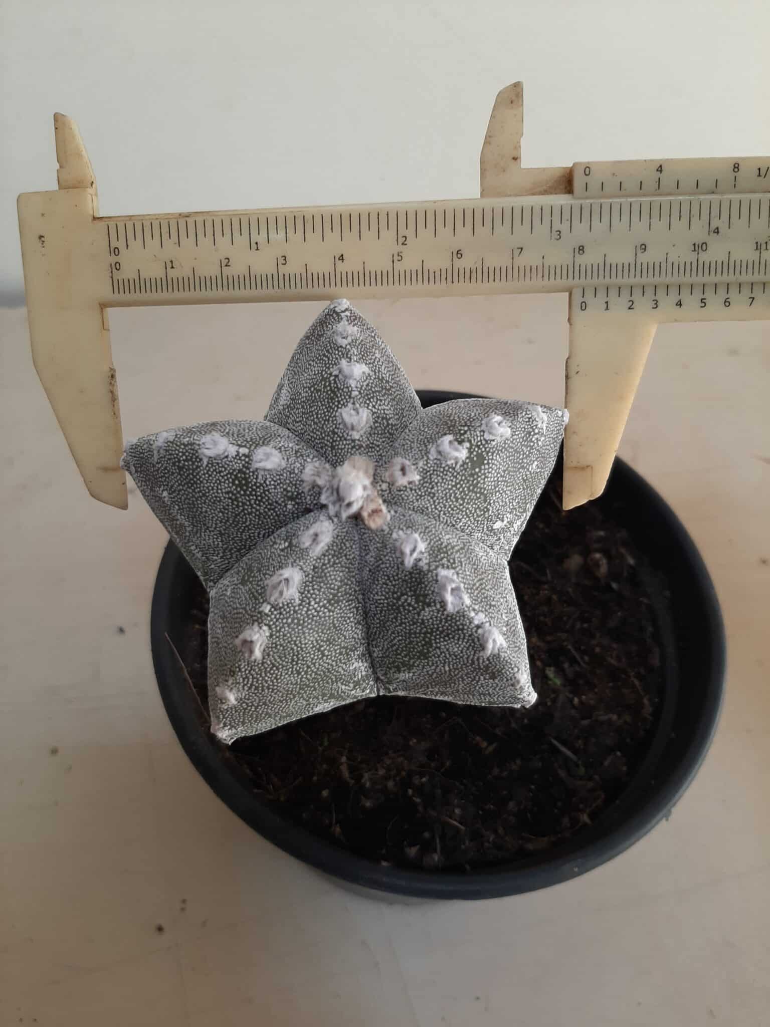 ASTROPHYTUM MYRIOSTIGMA "ENXERTADO"  Nº 357 – vaso 15