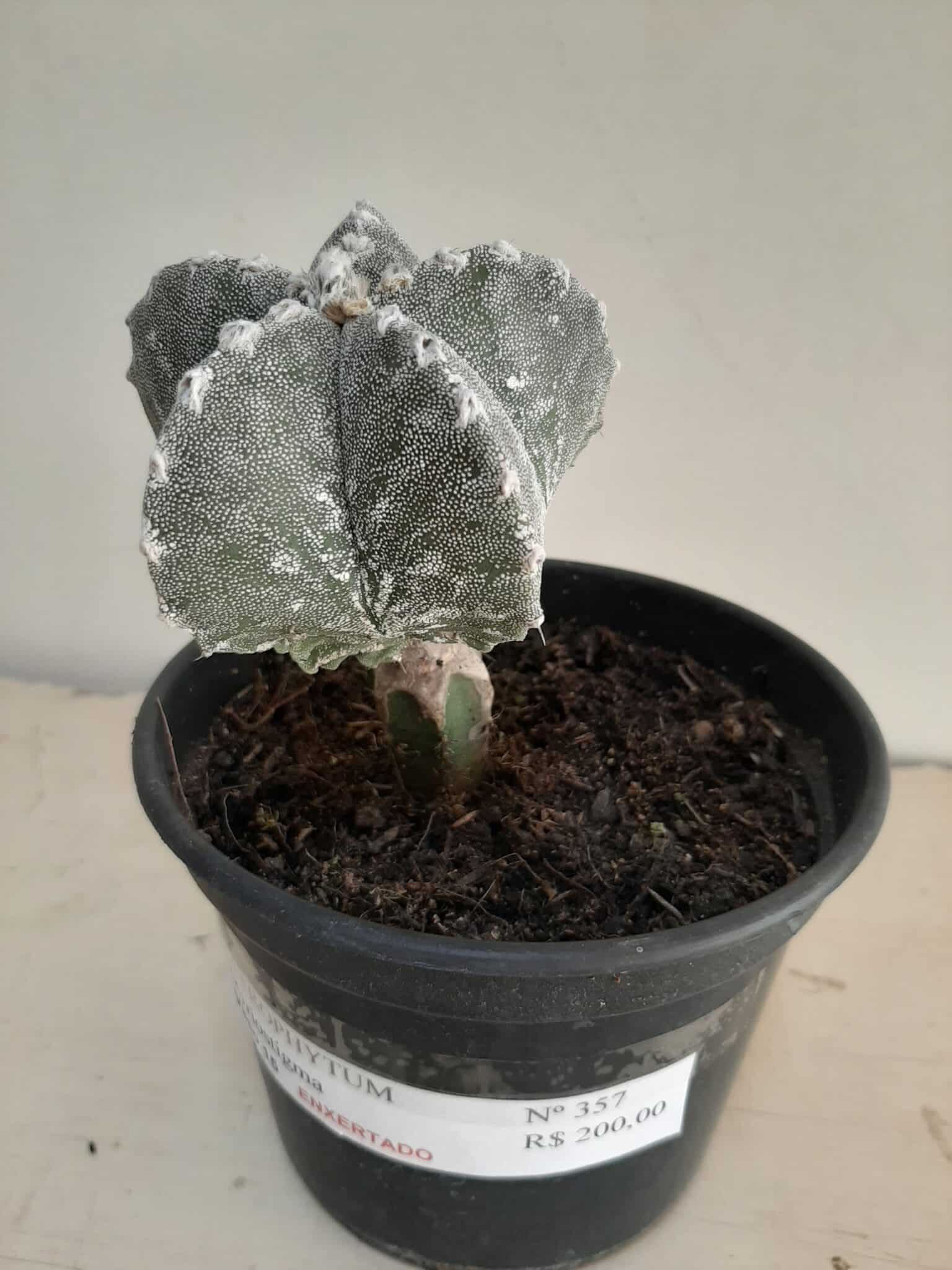 ASTROPHYTUM MYRIOSTIGMA "ENXERTADO"  Nº 357 – vaso 15