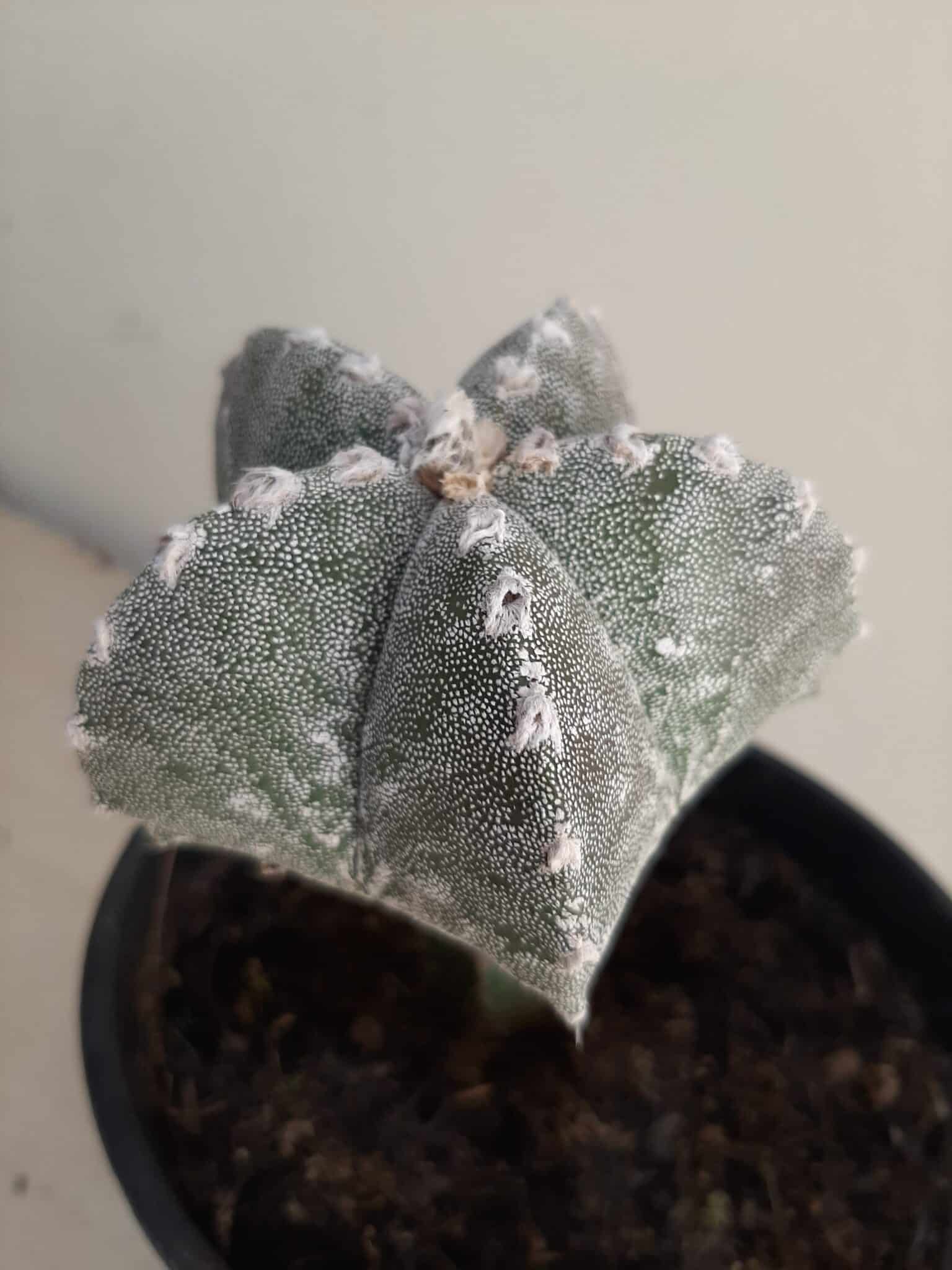 ASTROPHYTUM MYRIOSTIGMA "ENXERTADO"  Nº 357 – vaso 15
