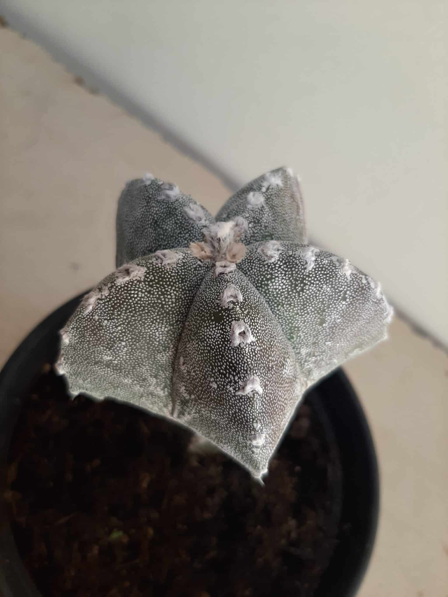 ASTROPHYTUM MYRIOSTIGMA "ENXERTADO"  Nº 357 – vaso 15