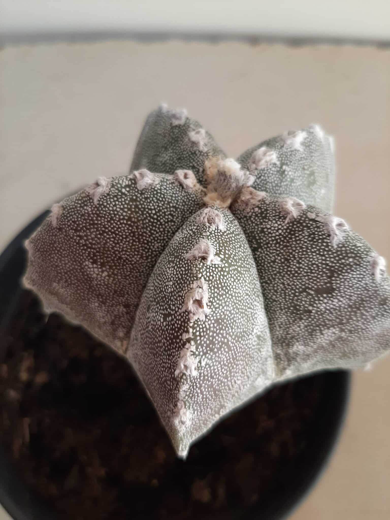 ASTROPHYTUM MYRIOSTIGMA "ENXERTADO"  Nº 357 – vaso 15