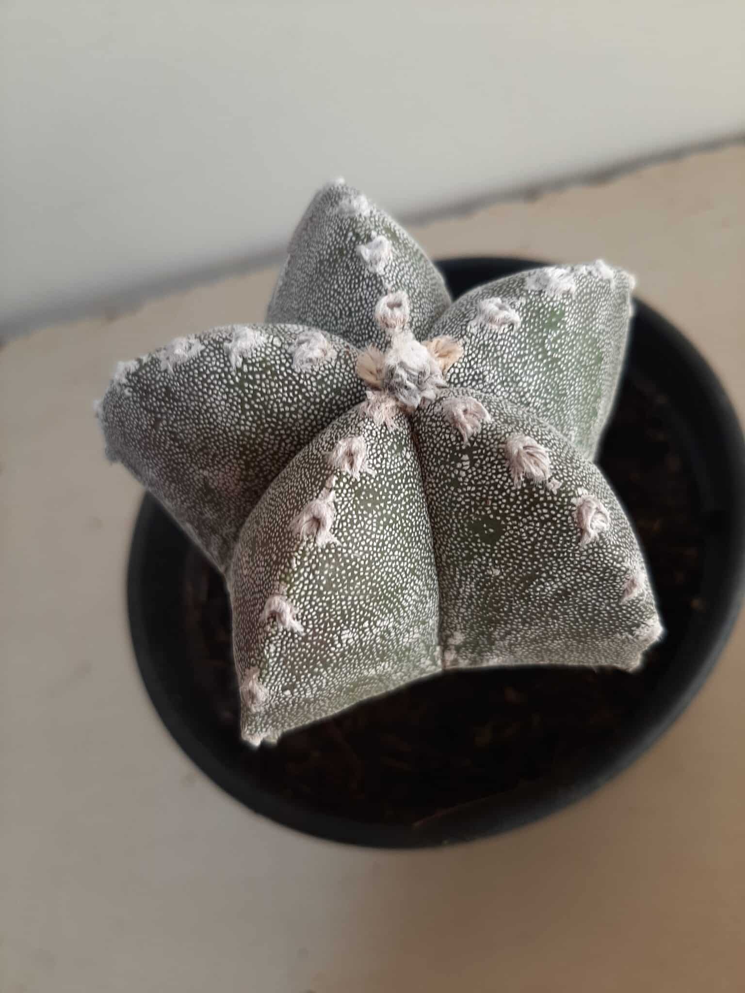 ASTROPHYTUM MYRIOSTIGMA "ENXERTADO"  Nº 357 – vaso 15