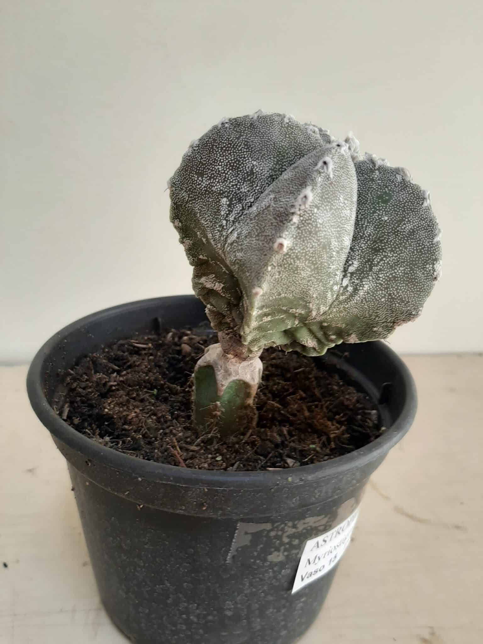 ASTROPHYTUM MYRIOSTIGMA "ENXERTADO"  Nº 357 – vaso 15