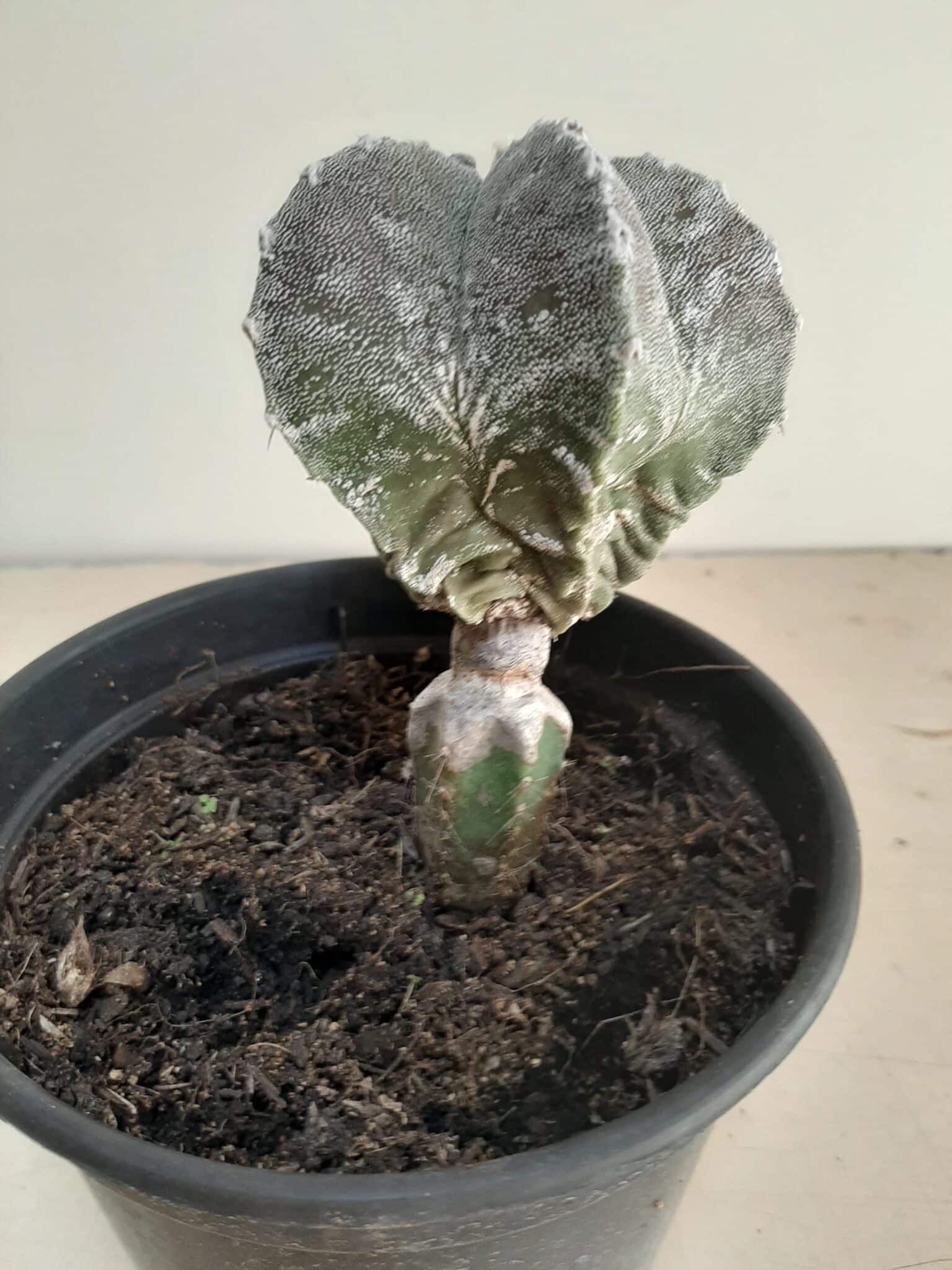 ASTROPHYTUM MYRIOSTIGMA "ENXERTADO"  Nº 357 – vaso 15