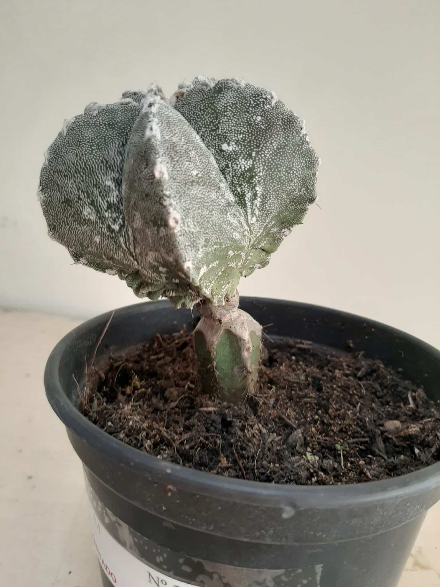 ASTROPHYTUM MYRIOSTIGMA "ENXERTADO"  Nº 357 – vaso 15